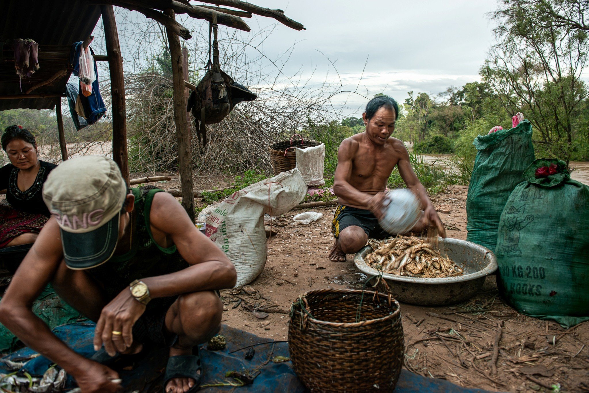 During long stays beside the Li traps, the catch is not only eaten fresh or sold. Some fish are transformed into preserved food that can last beyond the migration season. Here, fishermen prepare fermented fish, turning river abundance into storage, f