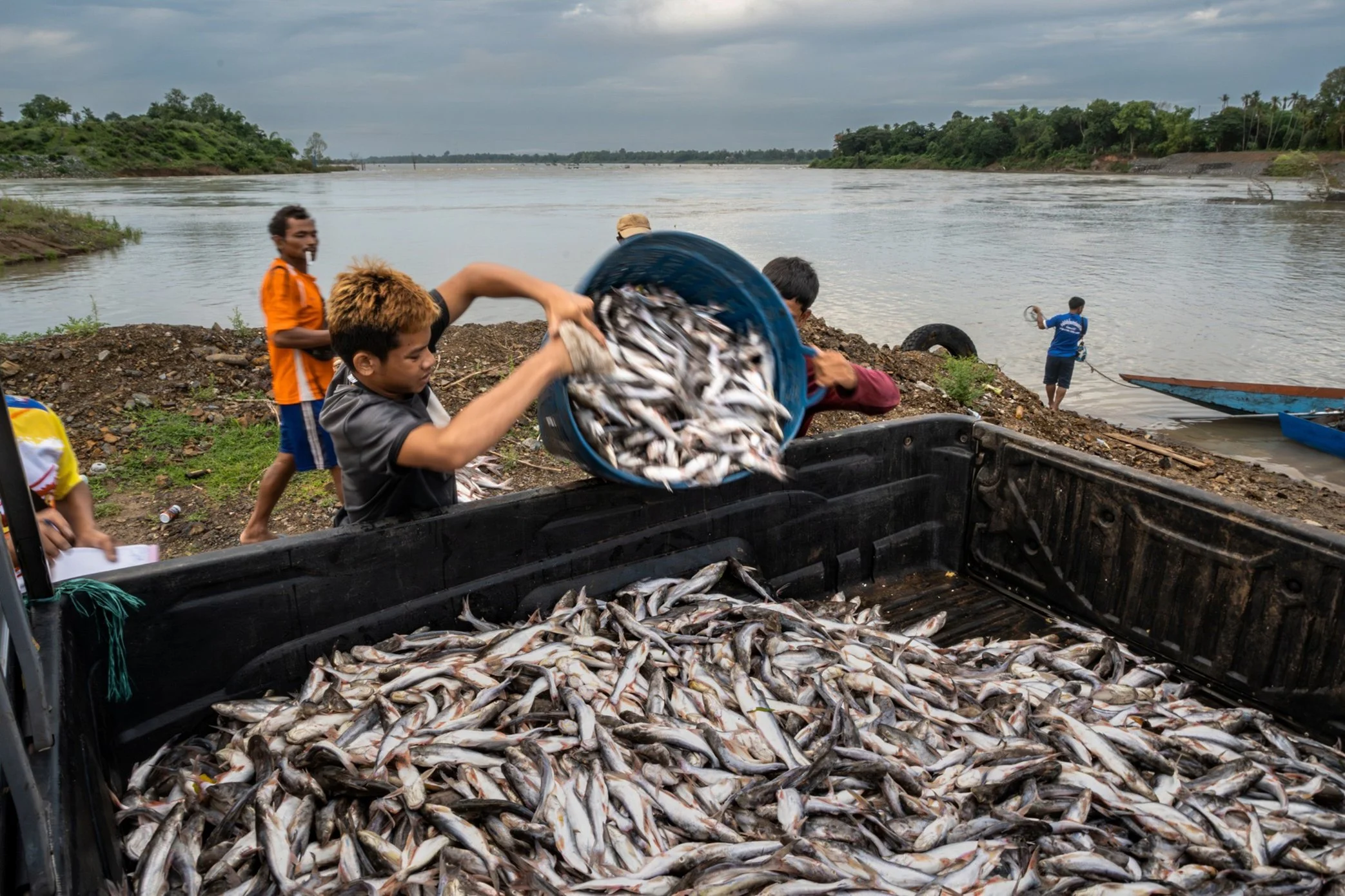 As the fish migration intensifies in Si Phan Don, the catch moves quickly from river to truck. Young laborers load baskets of fish onto a pickup near the Mekong, part of a fast-moving trade that links remote trap sites to buyers and markets farther i