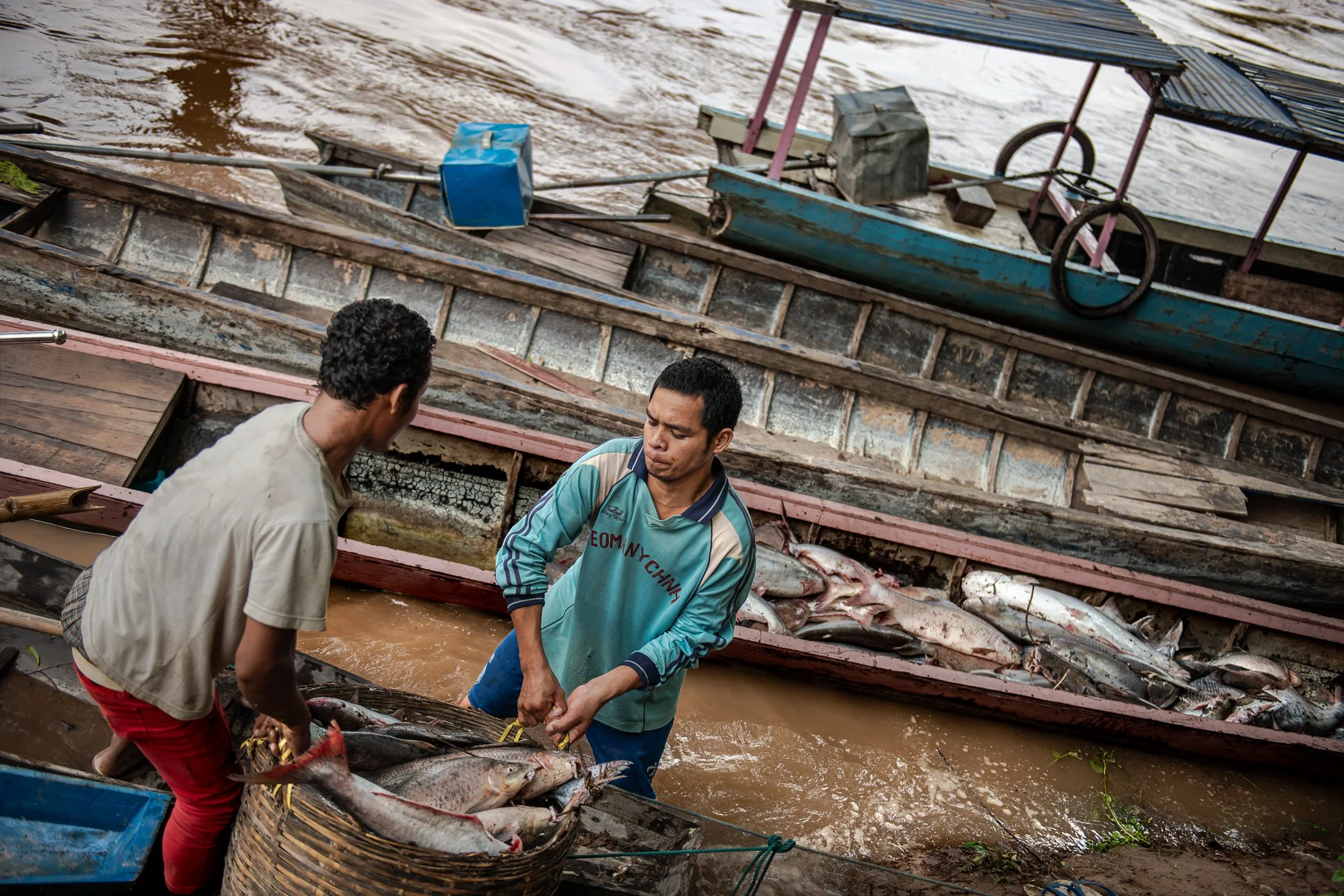 Workers transfer fish from island boats after middlemen have bought the catch from Li trap owners in Si Phan Don. Once gathered from the traps, the fish must move quickly through the next stage of the river economy - from small boats to larger loads,