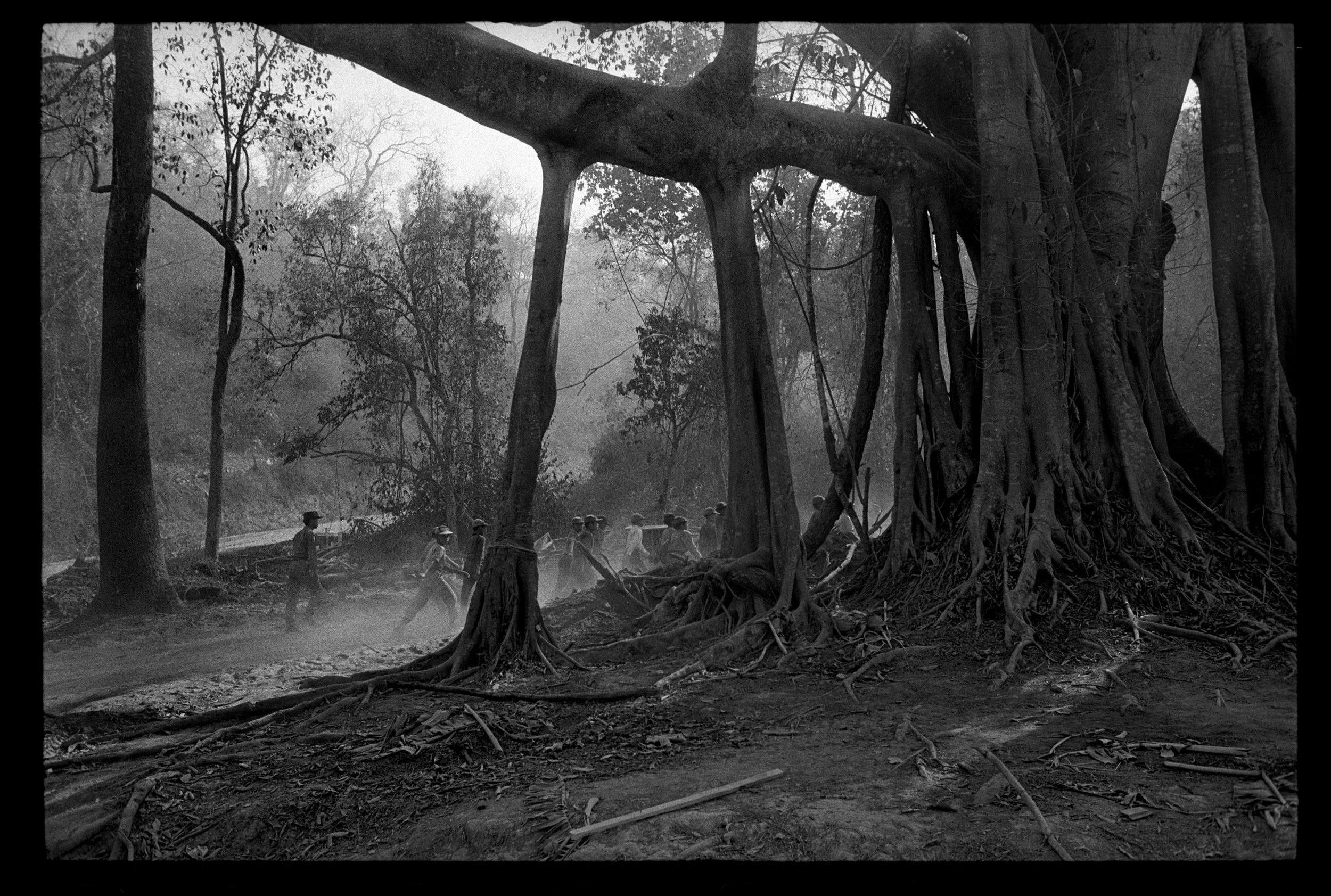 Black and white photo of a group of workers chopping trees in a forest with large tree roots and vines.