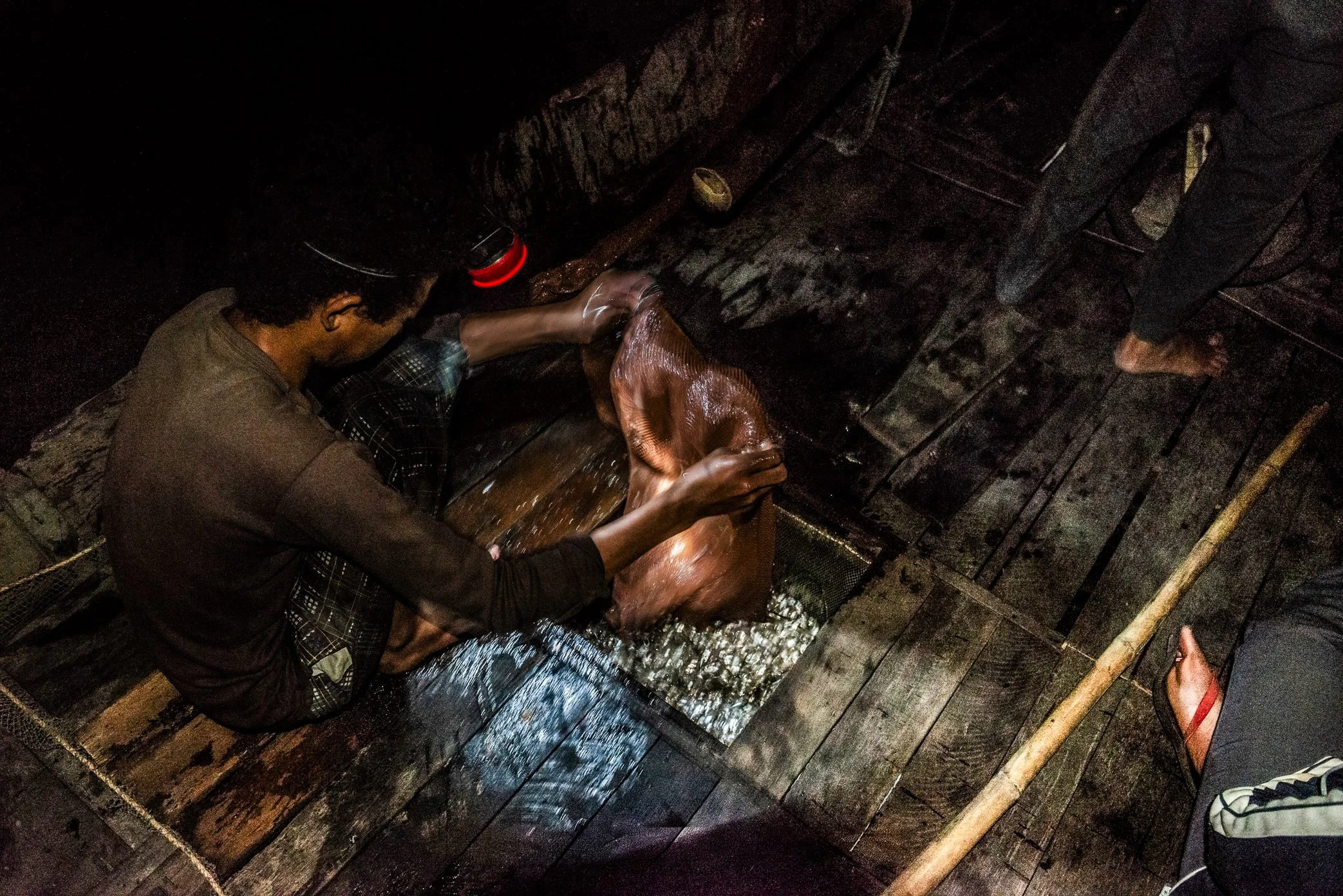 Tonle Sap, Cambodia - A fisherman empties a night catch of small fish into the storage hold beneath his boat. Drawn toward the glow of oil lamps, many of the fish caught this way are juveniles - part of the lake’s future stock before they have time t
