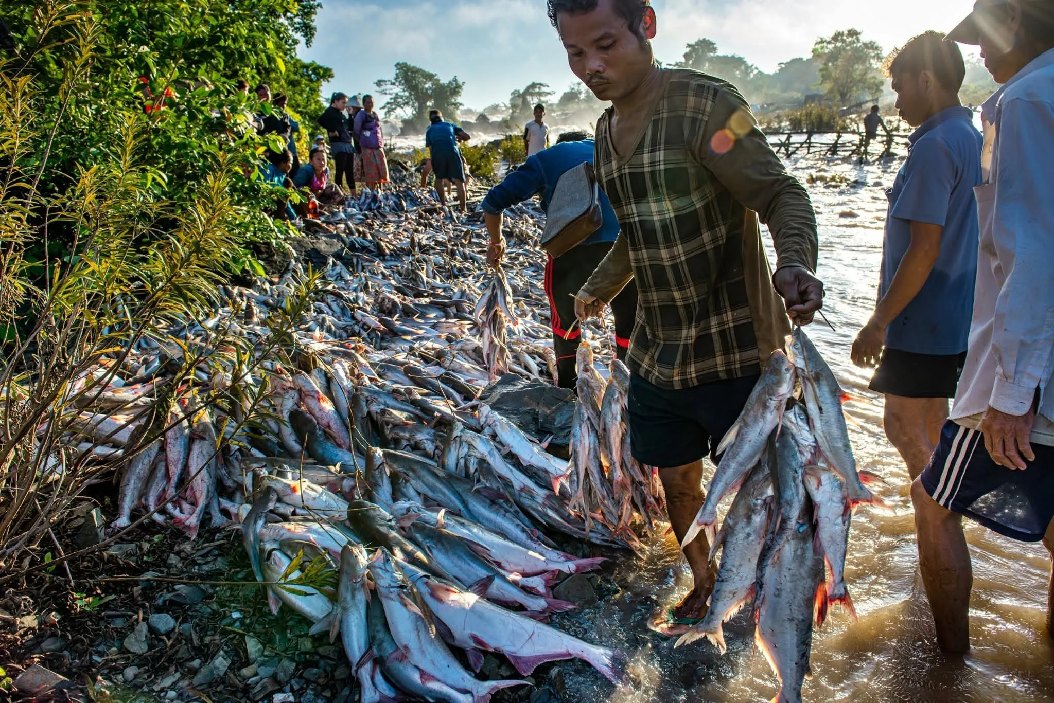 Piles of freshly landed fish line the riverbank as traders, families, and laborers move quickly through the harvest. What looks like seasonal plenty also reveals a growing pressure on the Mekong - an expanding catch, declining bargaining power, and t