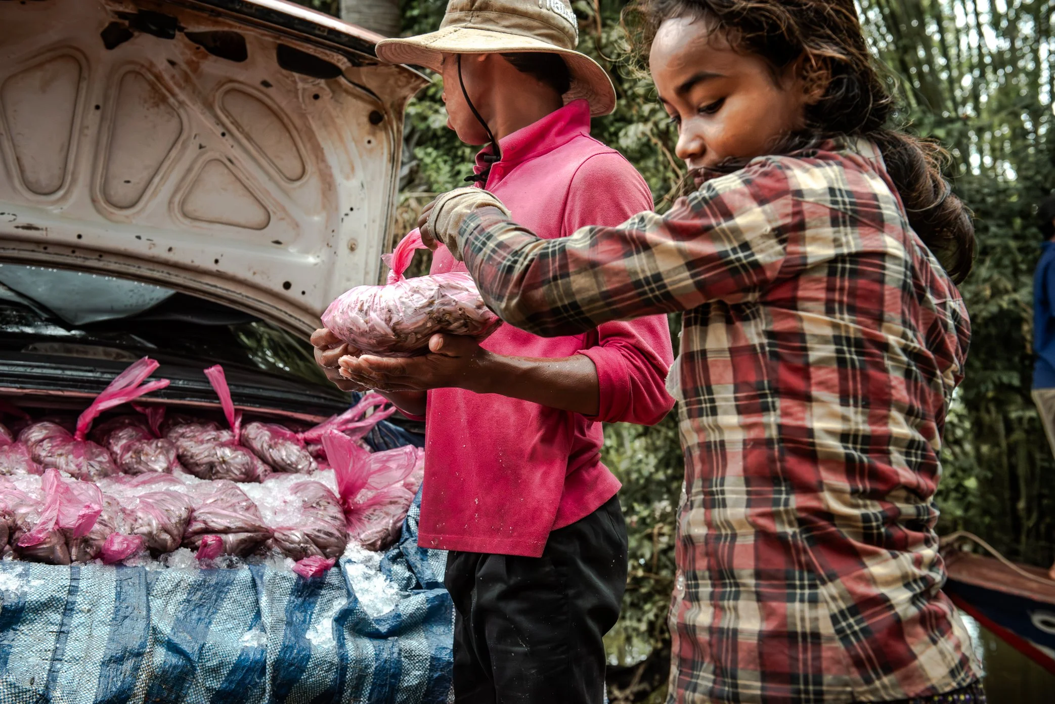A fishing family in Kampong Phluk packs the previous night’s catch in ice before sending it toward larger markets near Siem Reap. On Cambodia’s Tonle Sap, one of the world’s most productive inland fisheries, the work of fishing does not end when the 