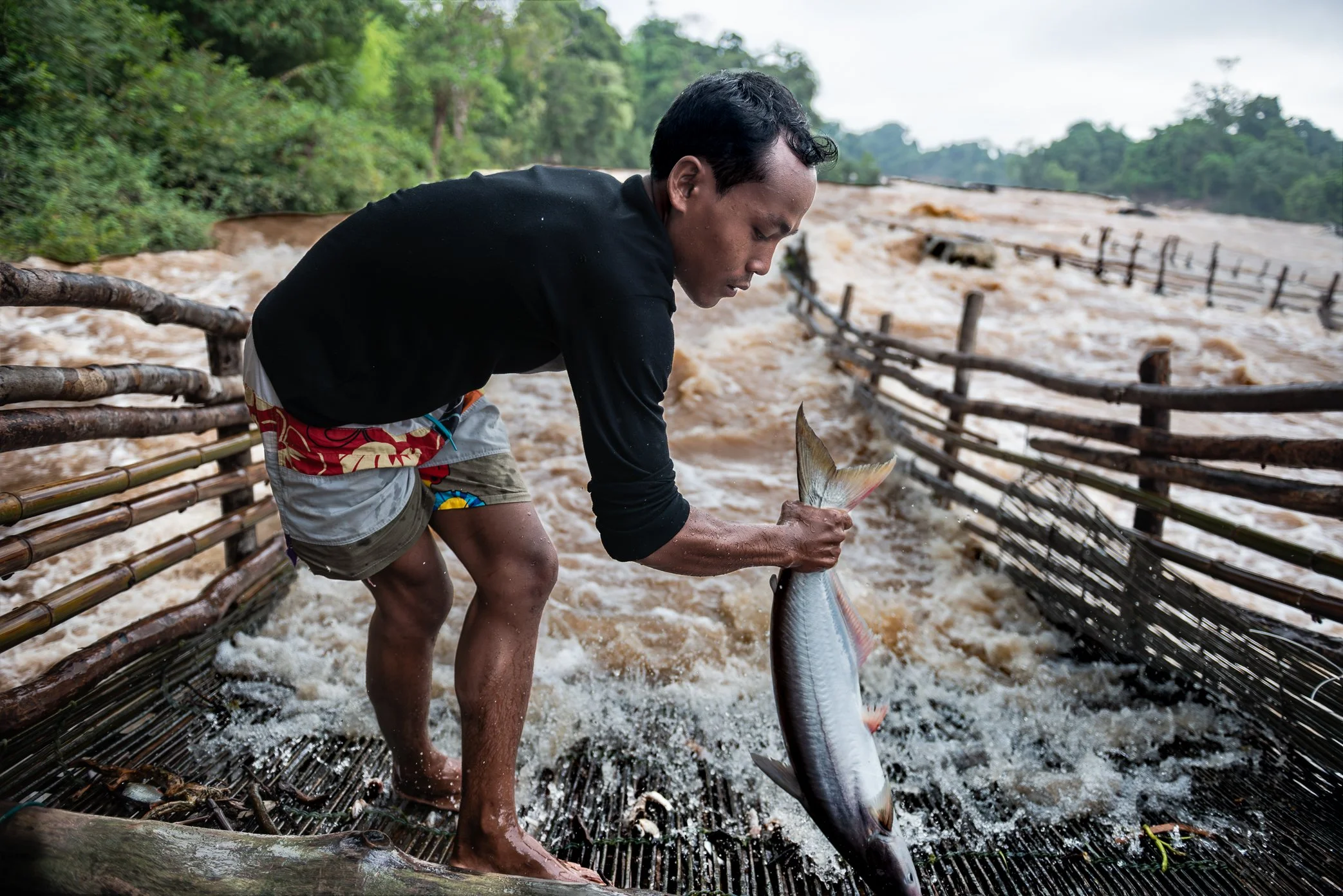 A fisherman lifts a larger migratory fish from a Li trap in Si Phan Don during the middle of the rainy season, when the Mekong has risen and stronger runs begin moving through the falls. By this stage, the fish are often bigger - but their value can 