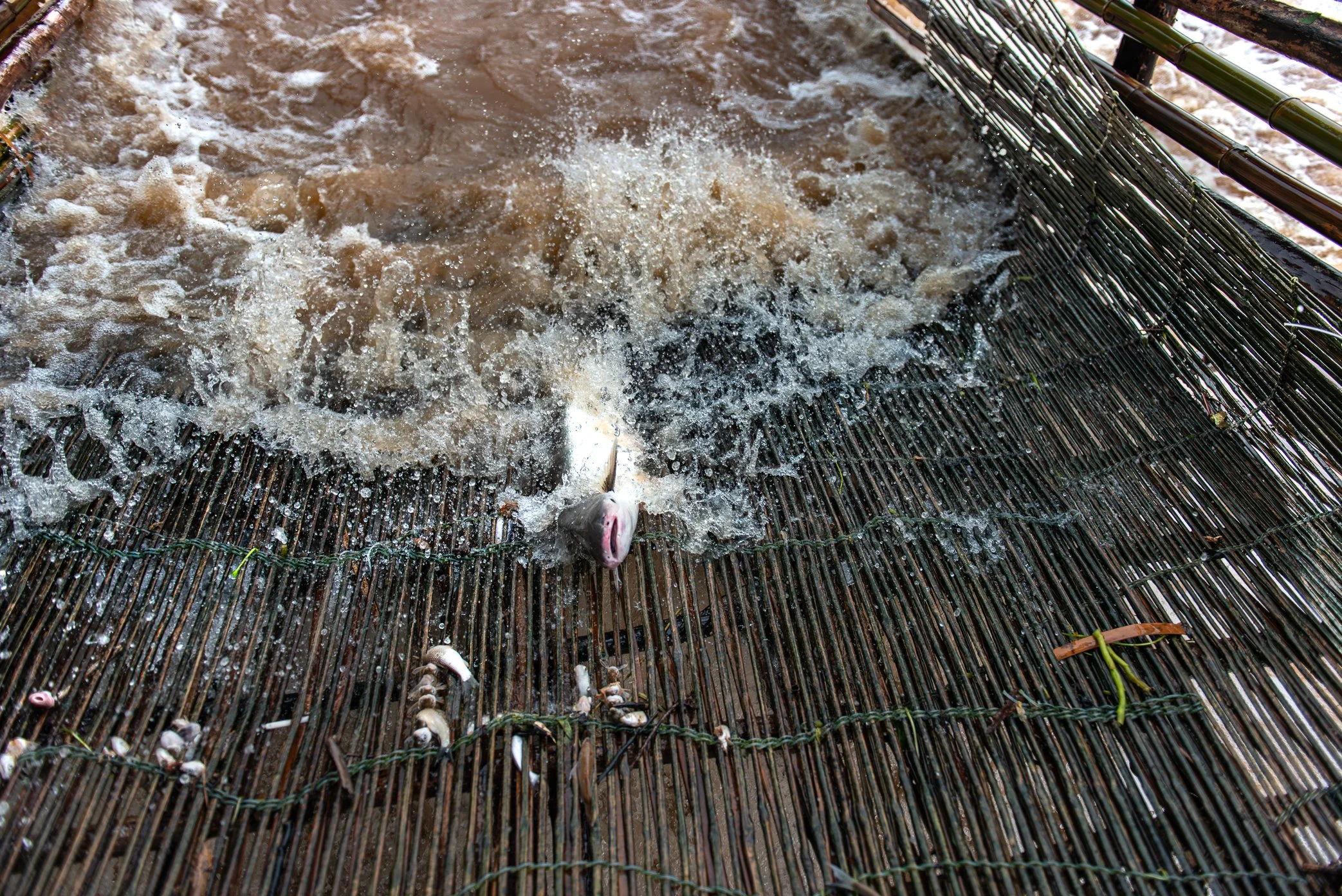 A fish slips down into a Li trap at Khone Falls after failing to push through the force of the current. These bamboo traps are built directly in the river’s flow, catching migratory fish that swim upstream but are overpowered by the rapids and swept 