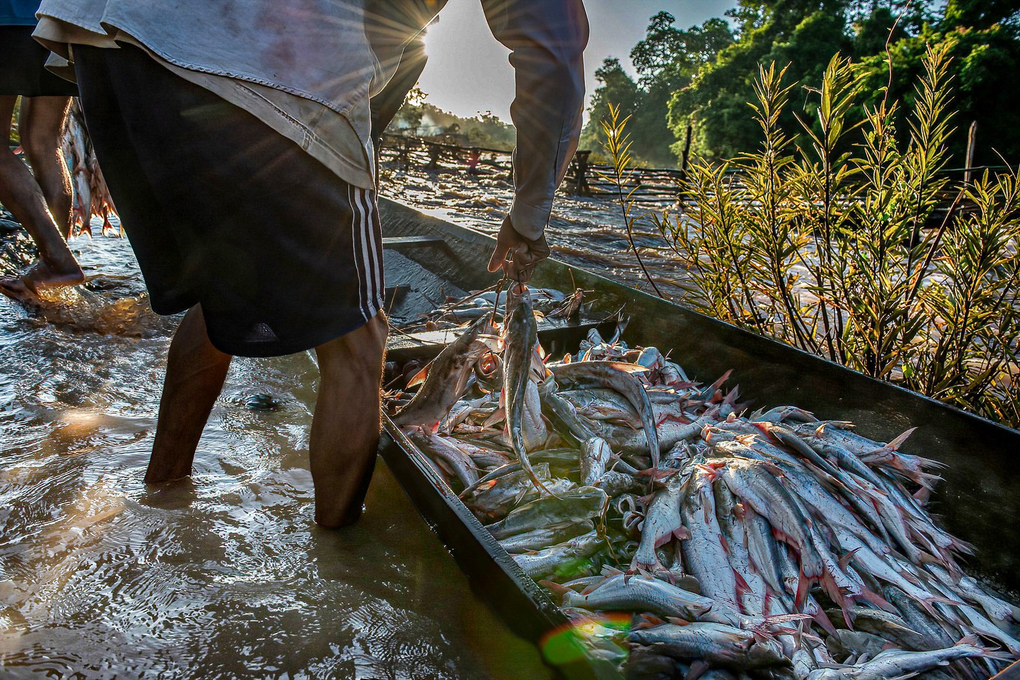 A fisherman carries part of the catch ashore as the morning haul comes in from the trap sites. As prices fall during peak migration, many fishermen are pushed to catch more fish simply to maintain the same income.