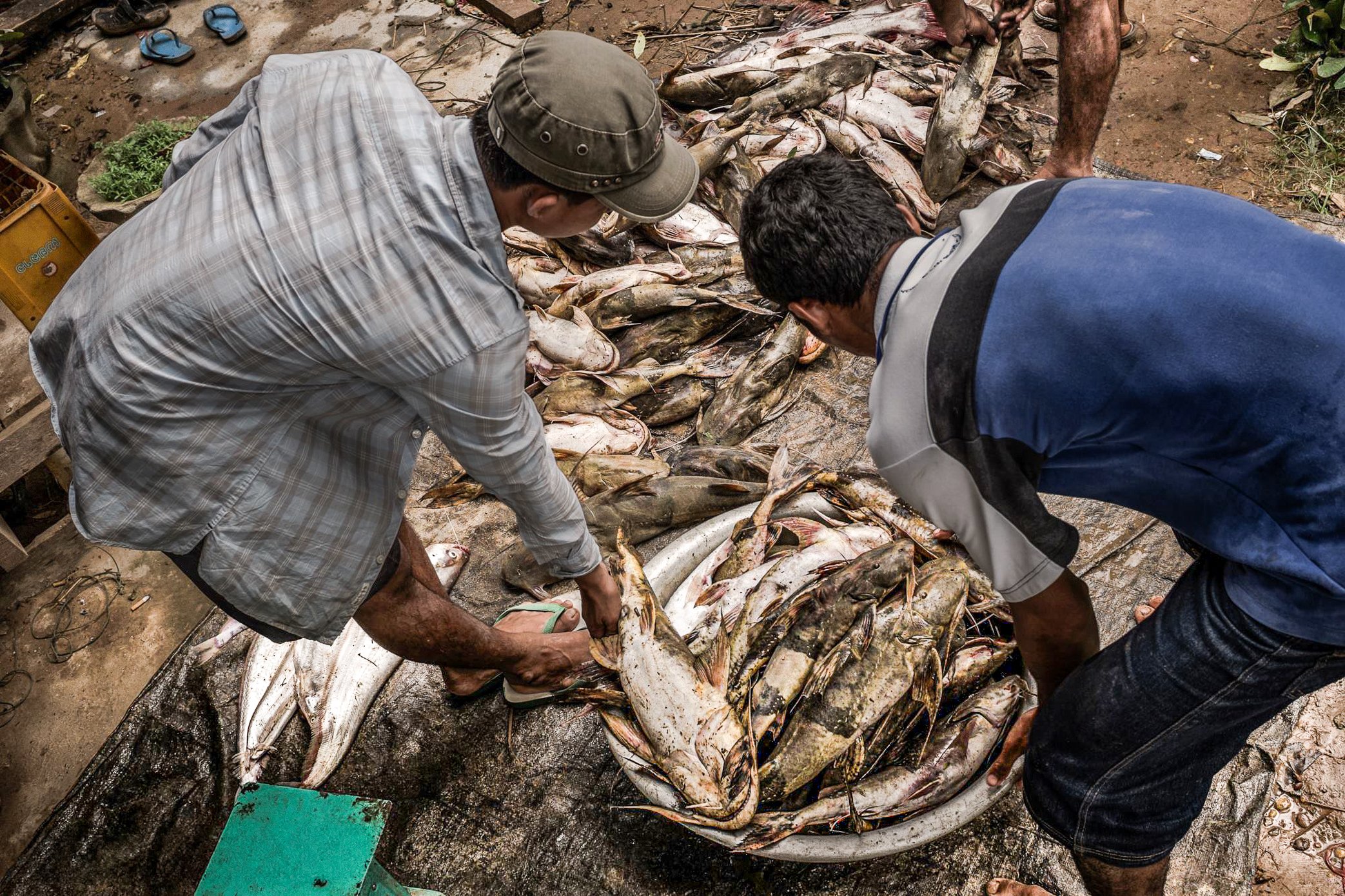 At the height of the migration season in Si Phan Don, large fish are sorted quickly before they lose value in the heat. Middlemen examine the catch by size, species, and freshness, deciding what will move on to larger markets and what will remain for