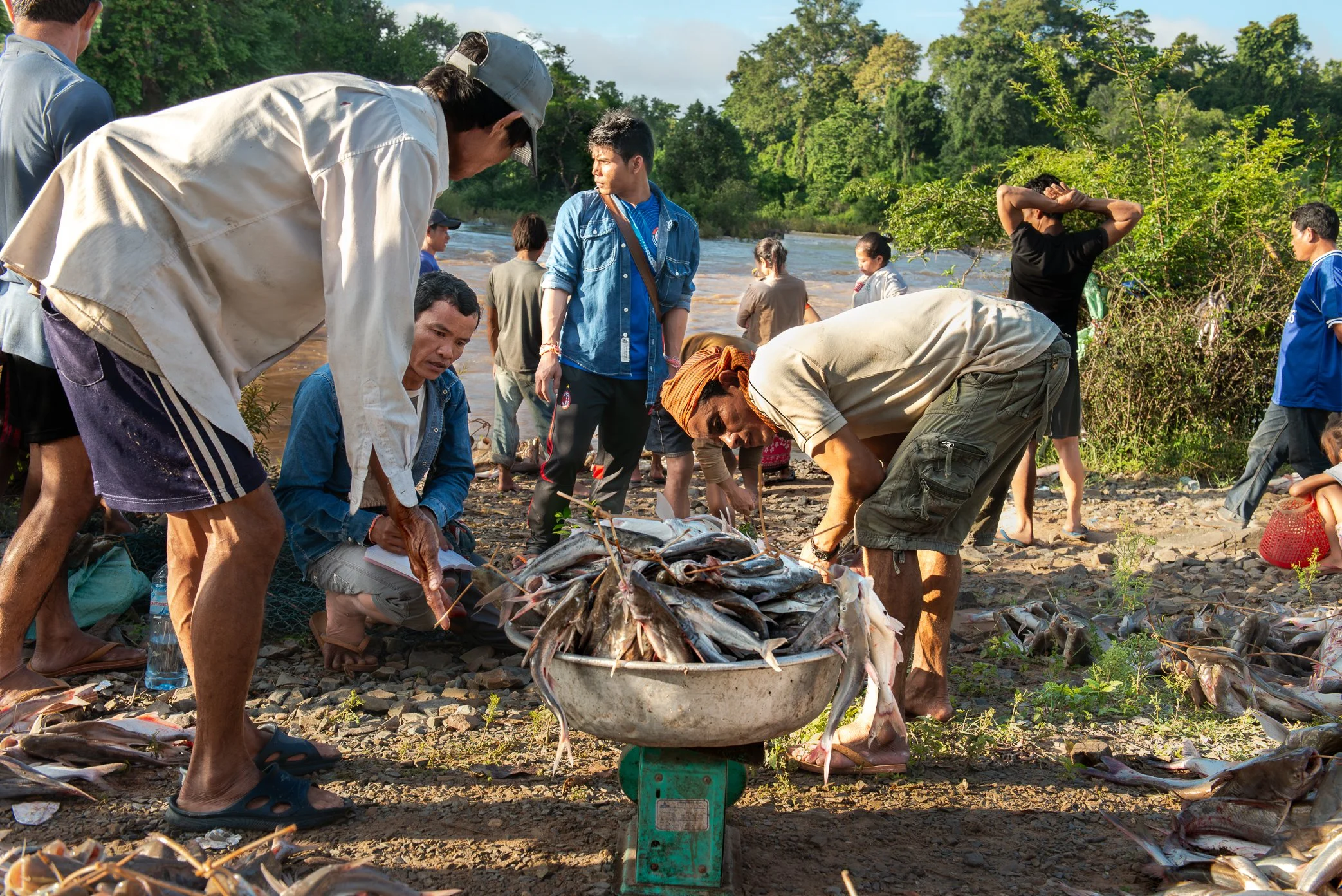 A middleman records the catch on the riverbank beside a Li trap in Si Phan Don, where fish are bought before they ever reach the market. Some buyers do more than purchase the harvest; they help finance the construction of certain traps, creating a re