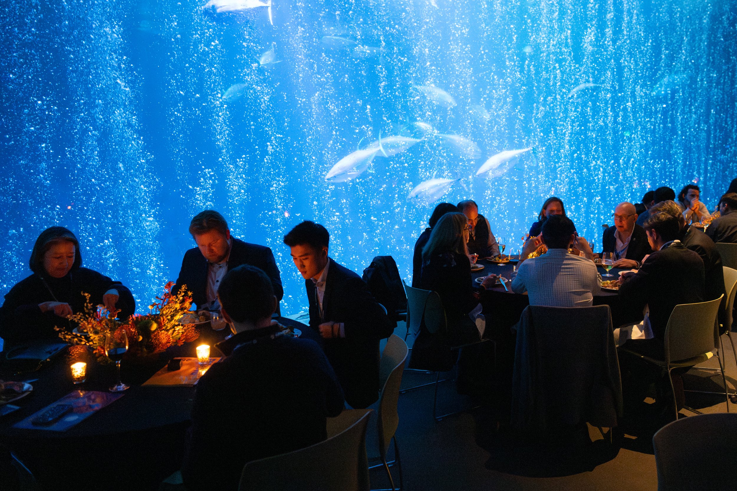 People dining at tables in front of an large aquarium with swimming fish and bubbles.