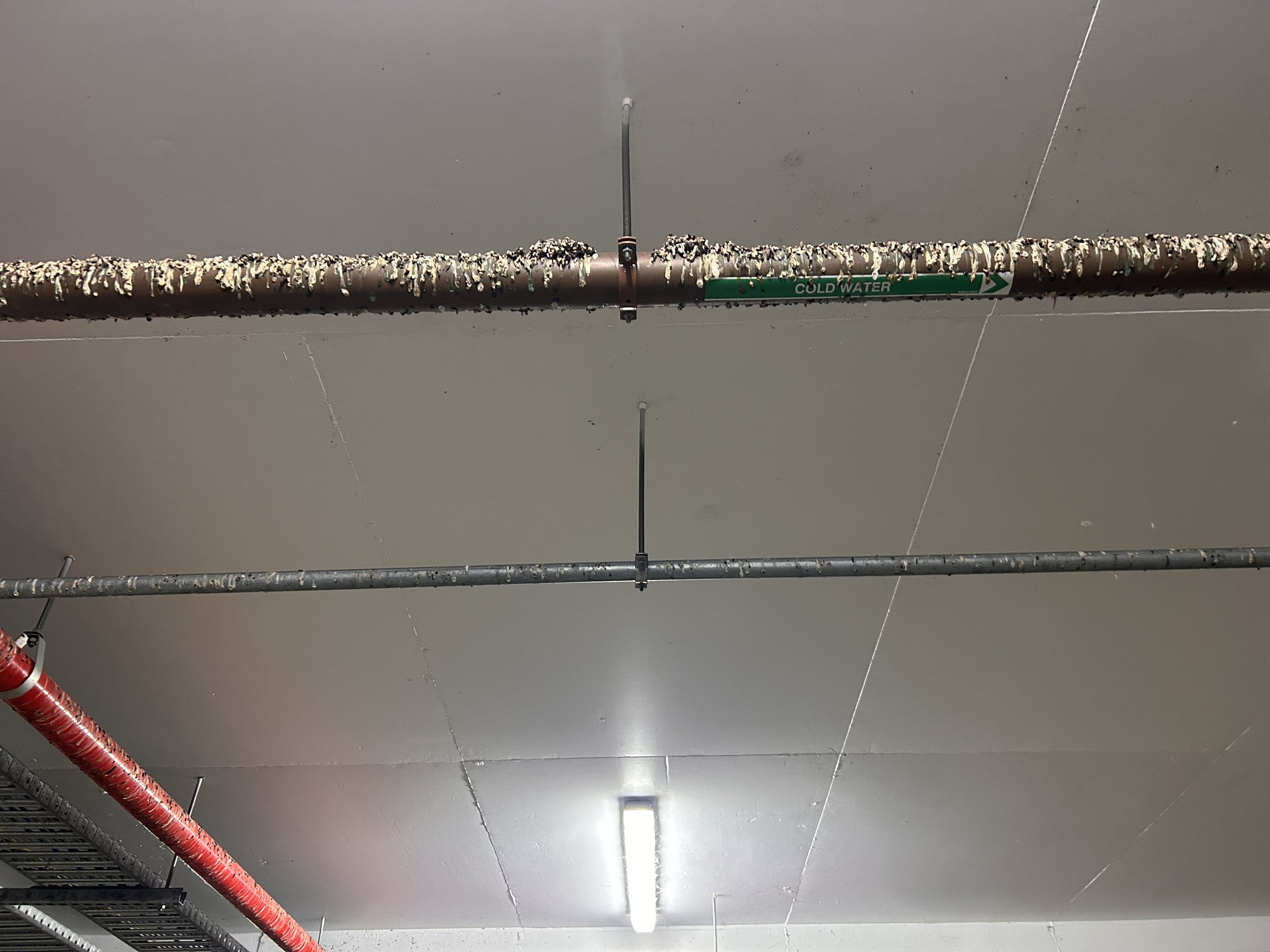 Bird Proofing Protects Your Business