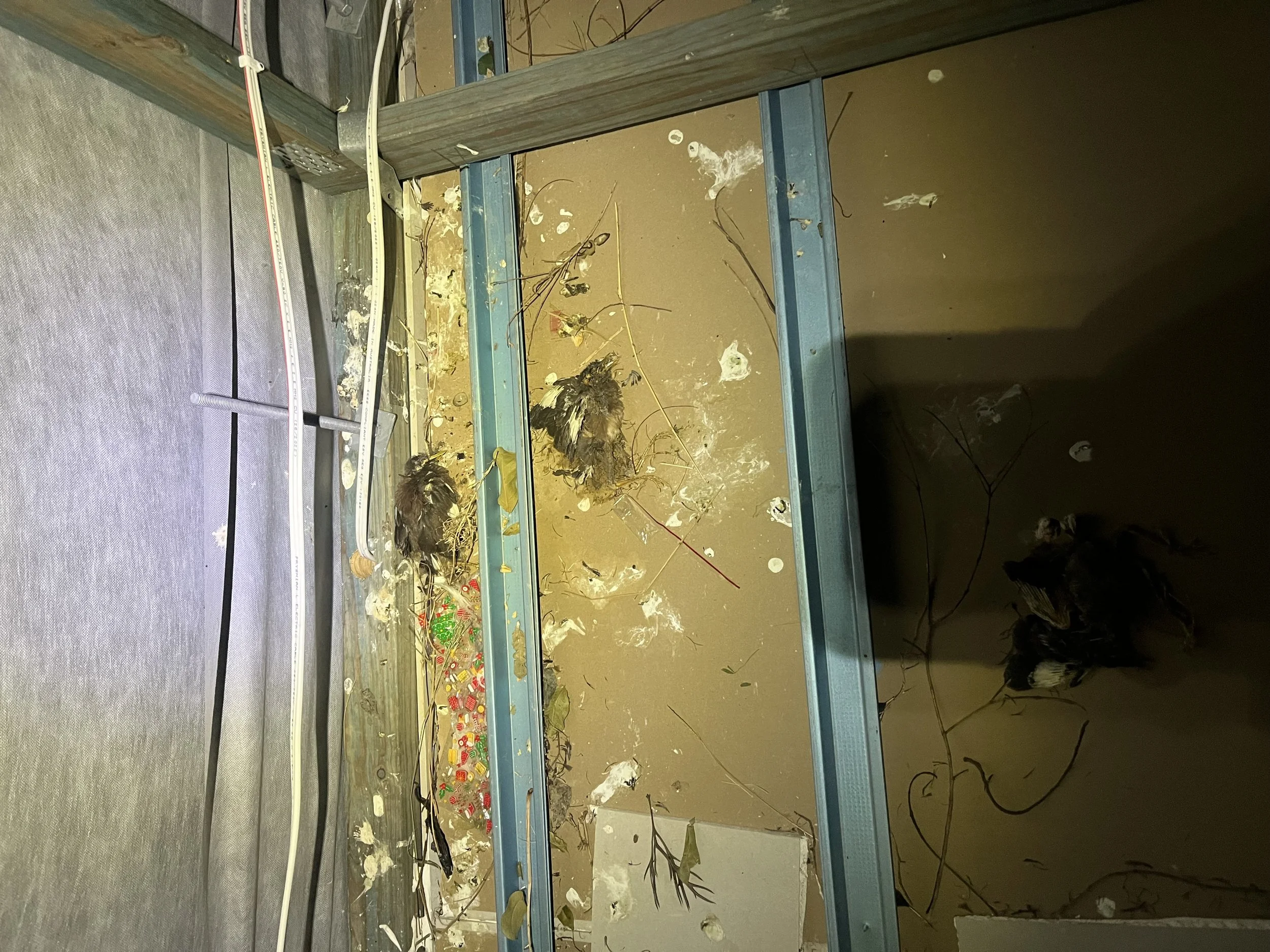 Residential Bird Proofing