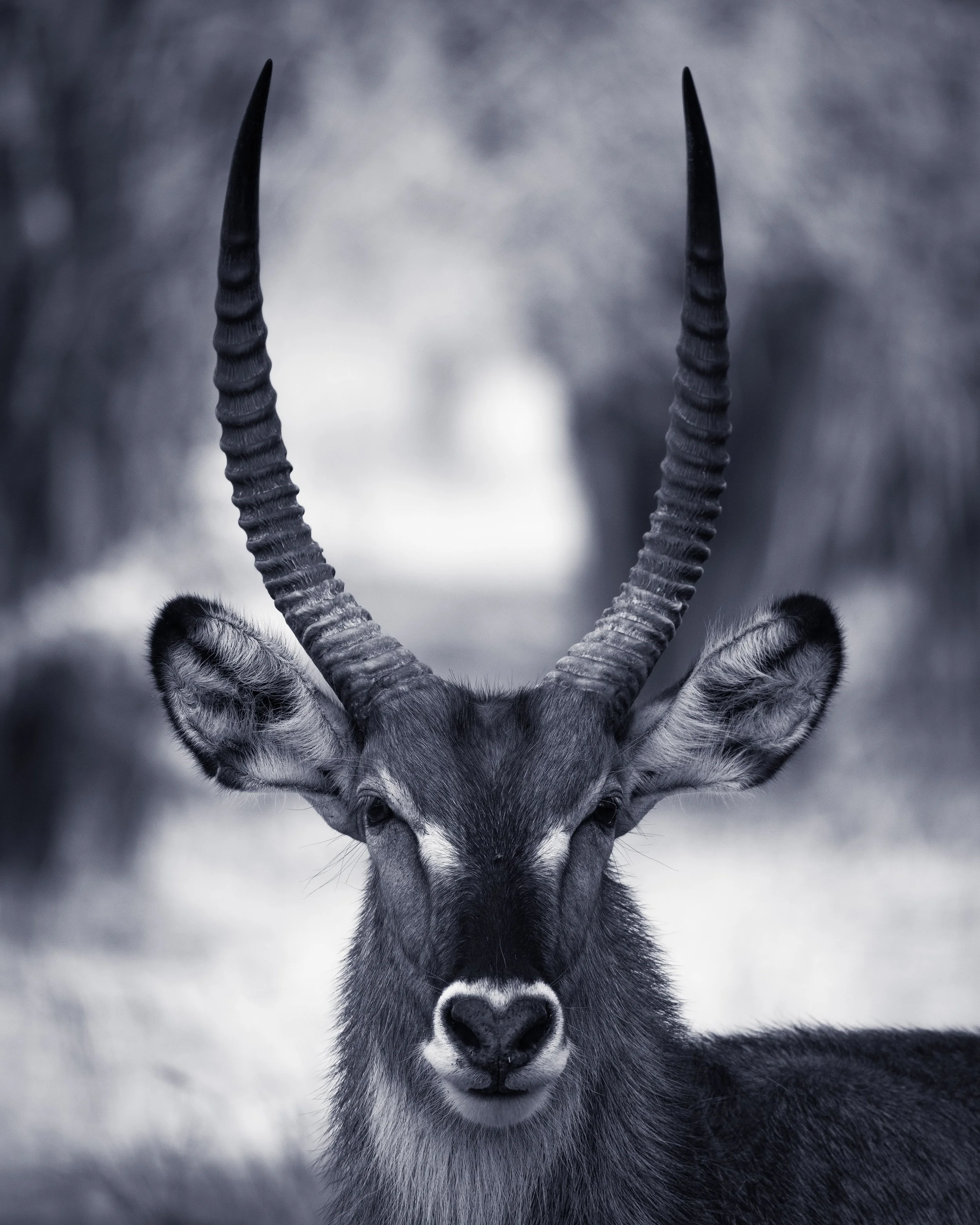 A close-up black and white photo of an antelope with large, twisted horns in a natural setting.