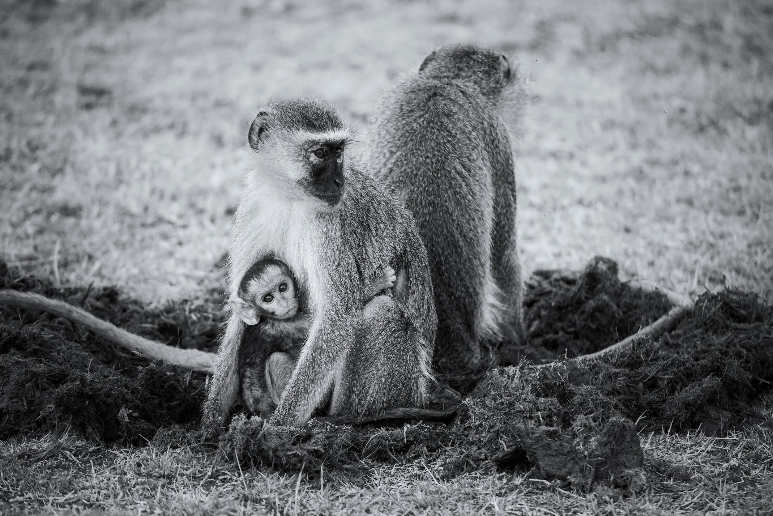 A group of monkeys, including an adult with a baby clinging to her, on the ground in a natural setting.