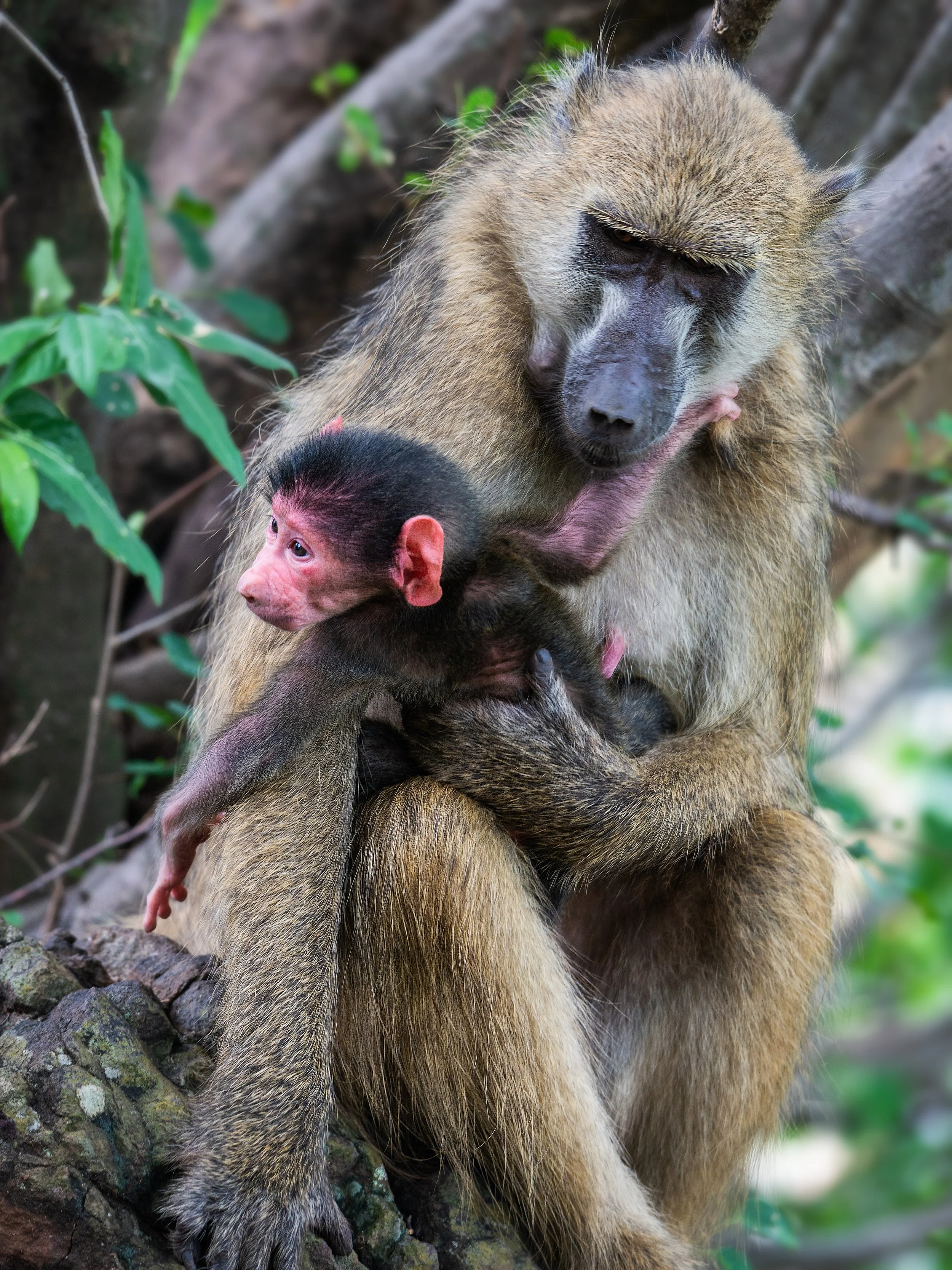 A baboon sitting on a tree branch holding a baby baboon, with green leaves and tree bark in the background.