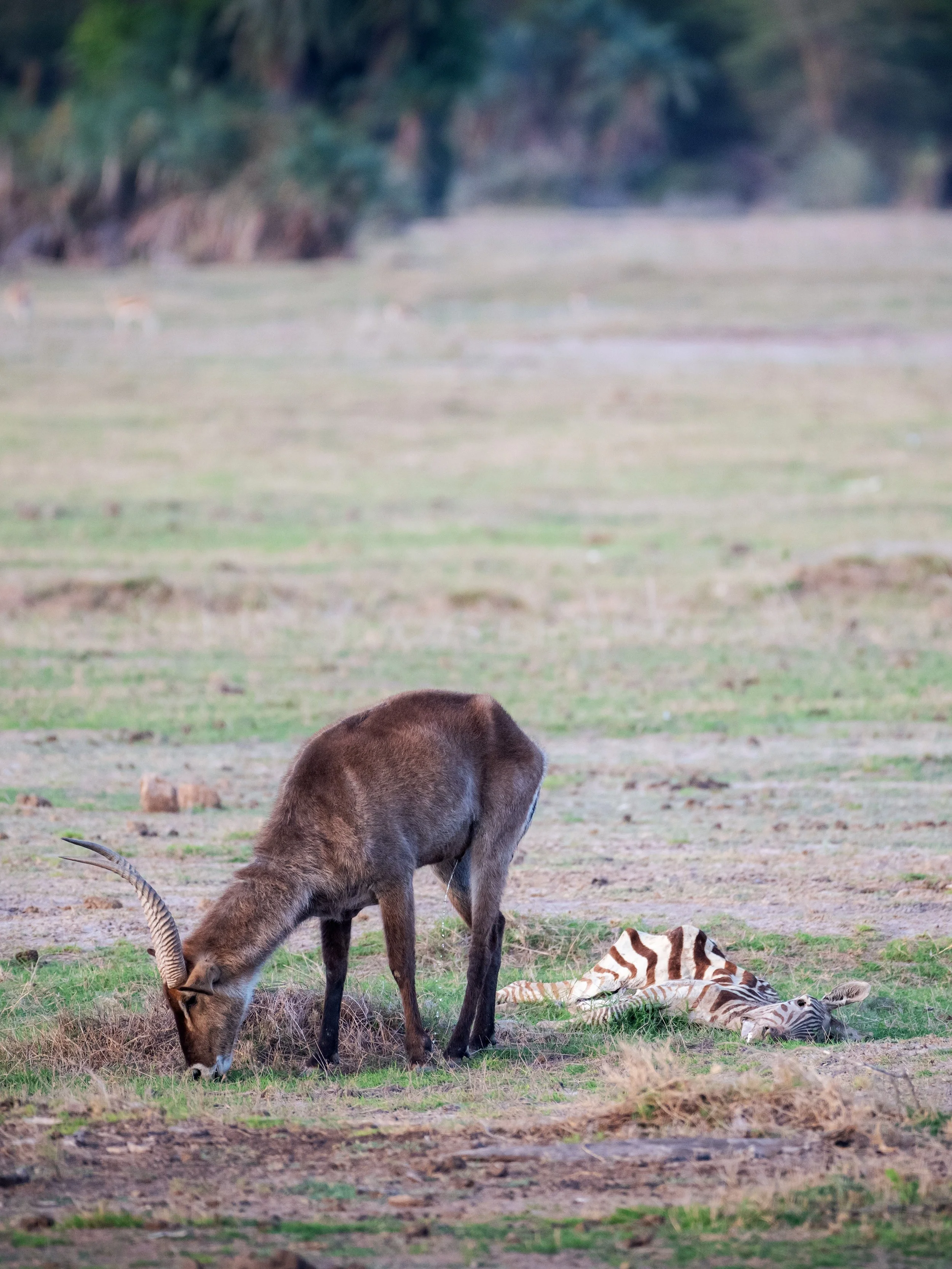 A brown antelope grazing and a zebra lying on the grass in a savannah landscape with trees in the background.
