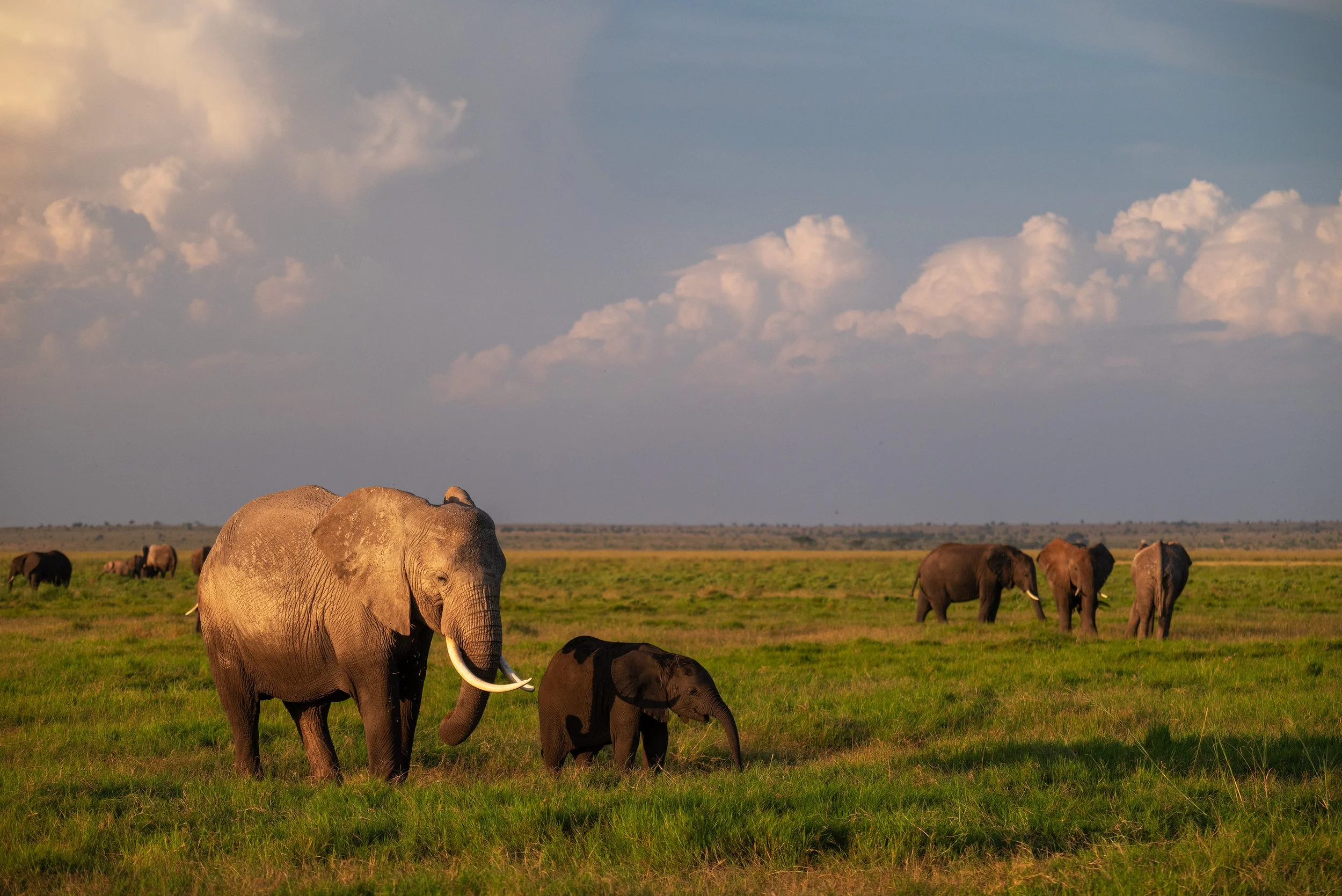 A herd of elephants, including a large adult and a young calf, grazing in a grassy plains landscape under a partly cloudy sky.