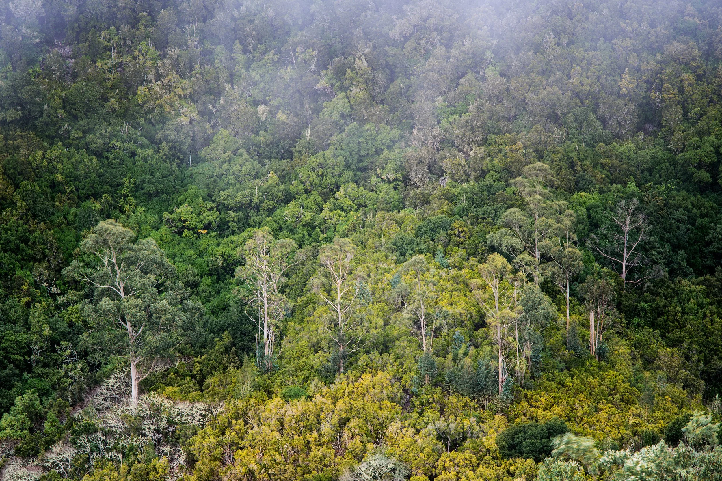 A dense green forest with trees of various shades of green, some with tall, slender trunks and sparse foliage, under a misty sky.