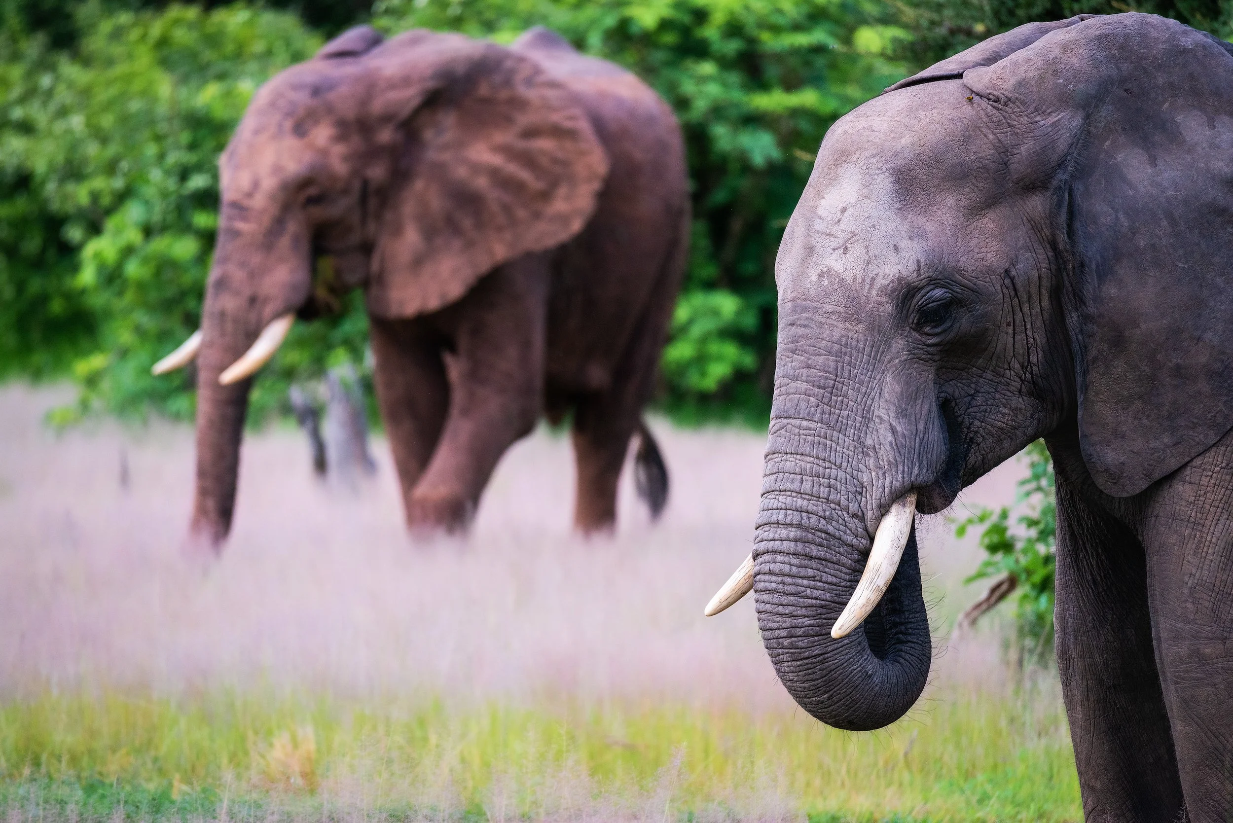 Two elephants standing in a grassy field with green trees in the background.