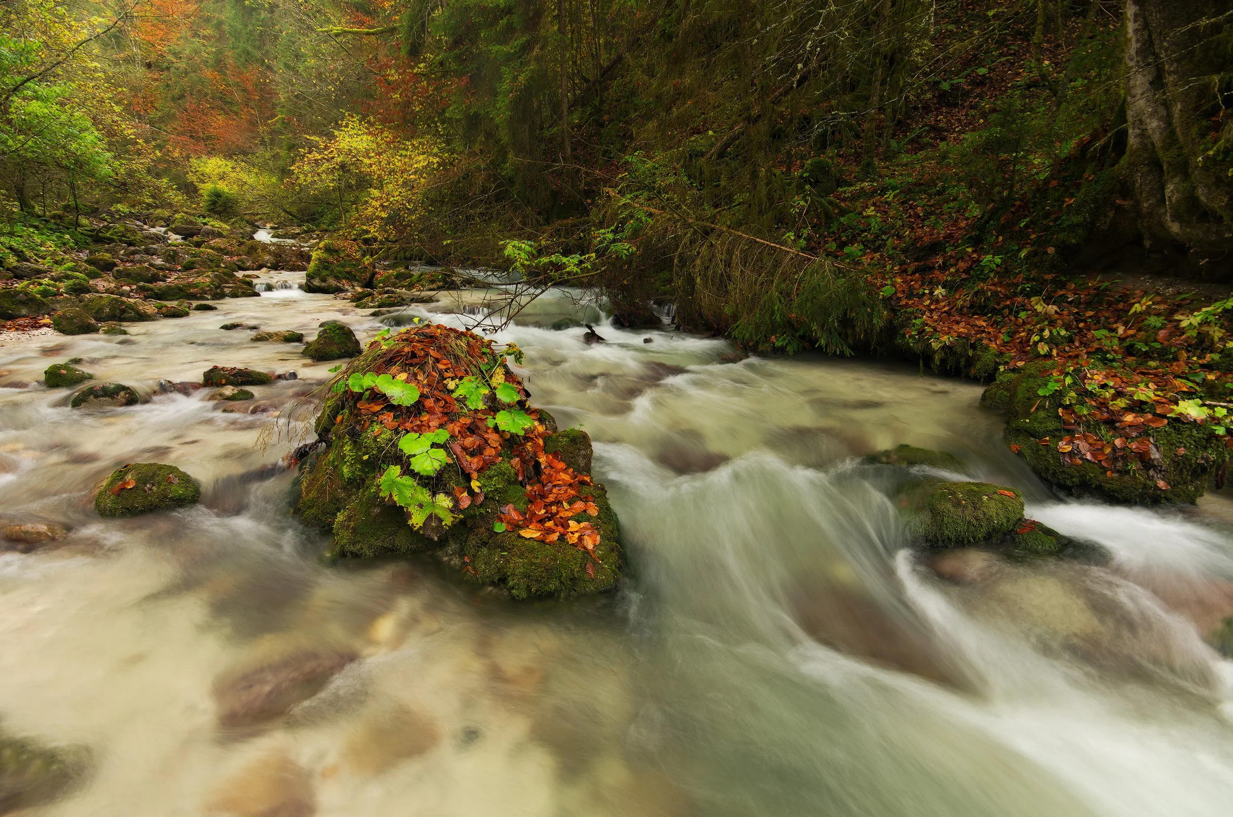 A flowing mountain stream surrounded by rocks and dense forest with autumn foliage.