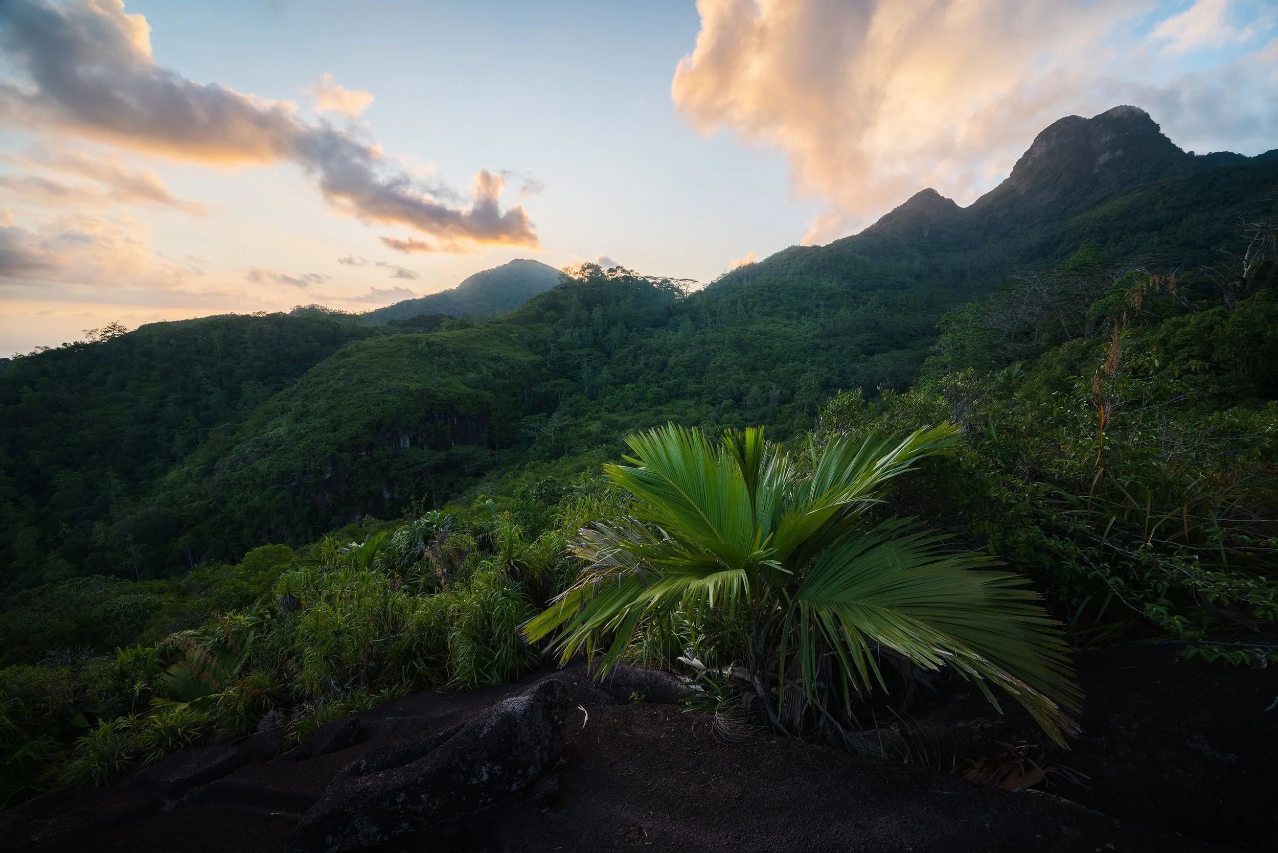 A lush green tropical mountain landscape at sunset with a palm-like plant in the foreground and clouds in the sky.