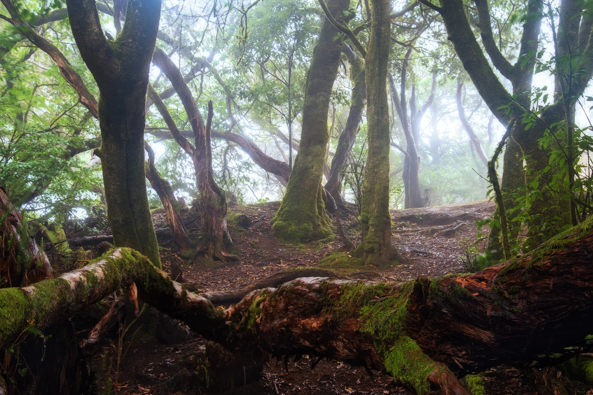 A foggy forest scene with moss-covered trees, dirt ground, fallen logs, and dense green foliage. Anaga, Tenerife, Spain.