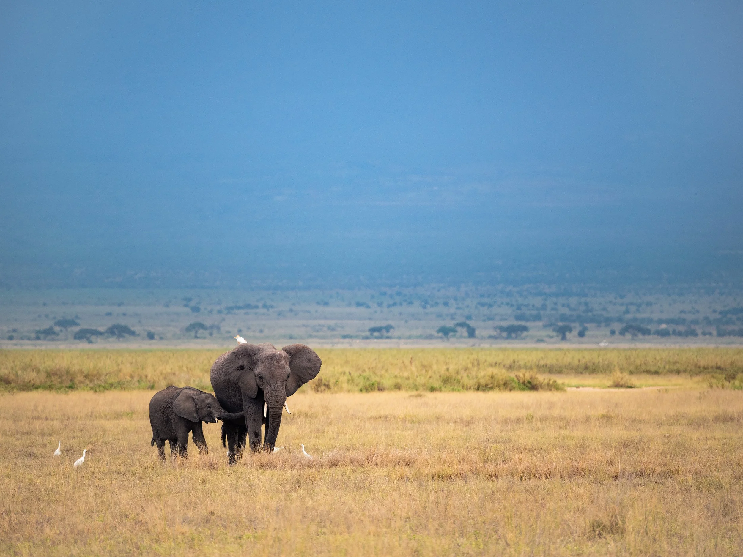 Two elephants, one adult and one calf, standing in a grassy plain with white birds nearby, under a cloudy blue sky. Kenya