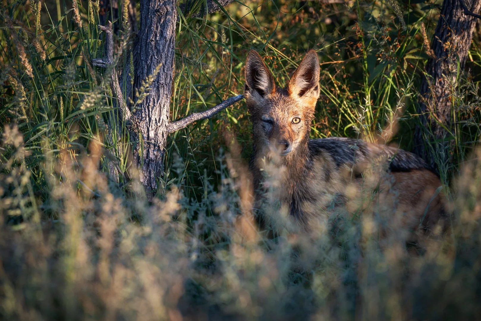 A jackal in a natural grassy area, one eye closed, partly hidden among tall grass and trees. Etosha national park, Namibia.