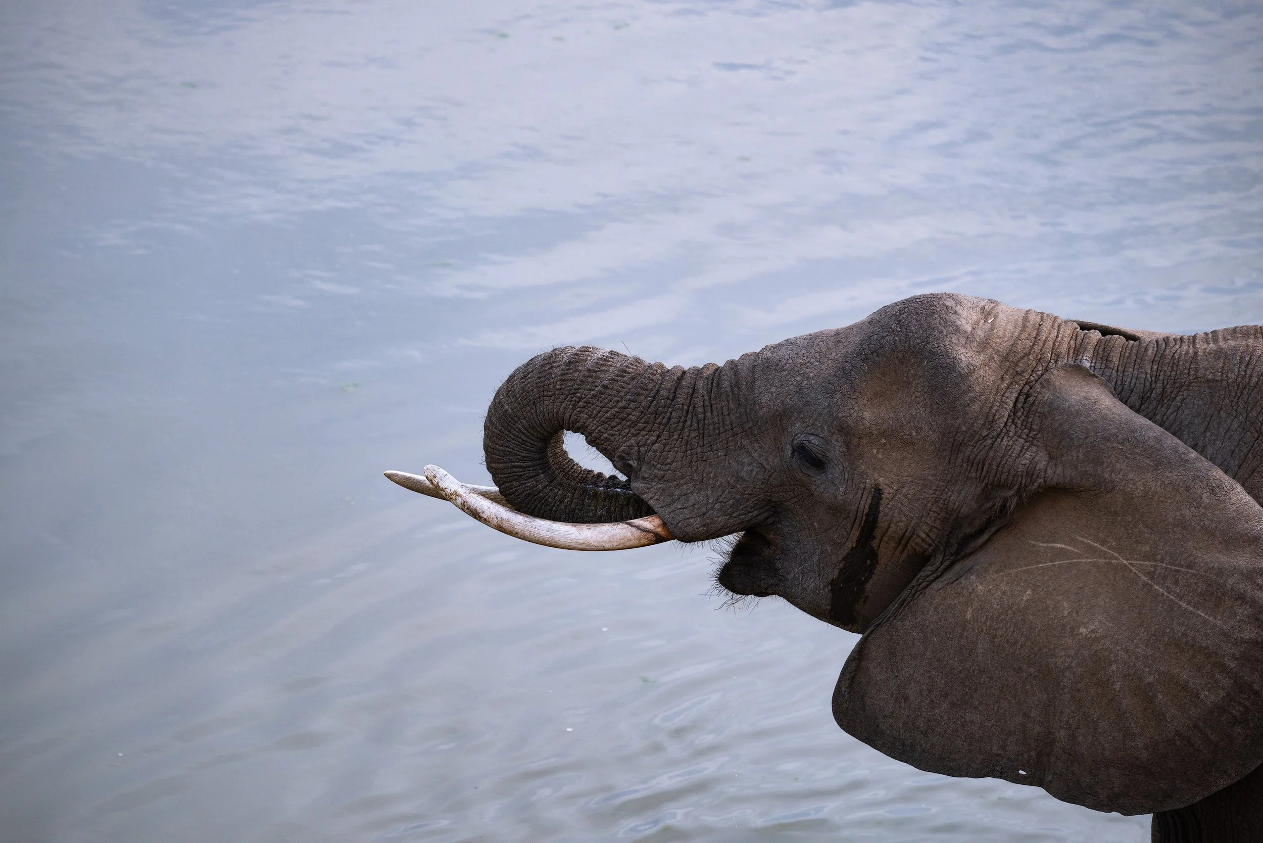 Close-up of an elephant with its trunk curled, drinking water from a river in South Luangwa, Zambia.