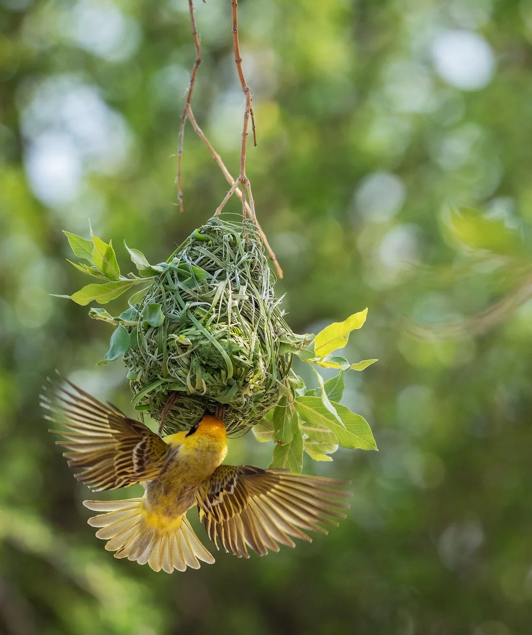 A yellow weaver bird with black markings feeding on a nest hanging from a tree branch, surrounded by green leaves.