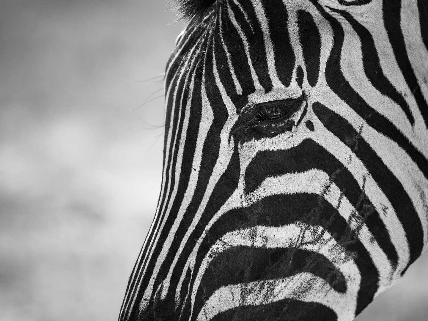 Close-up black and white photograph of a zebra's face, showing detailed stripes and part of its eye. Etosha national park, Namibia.