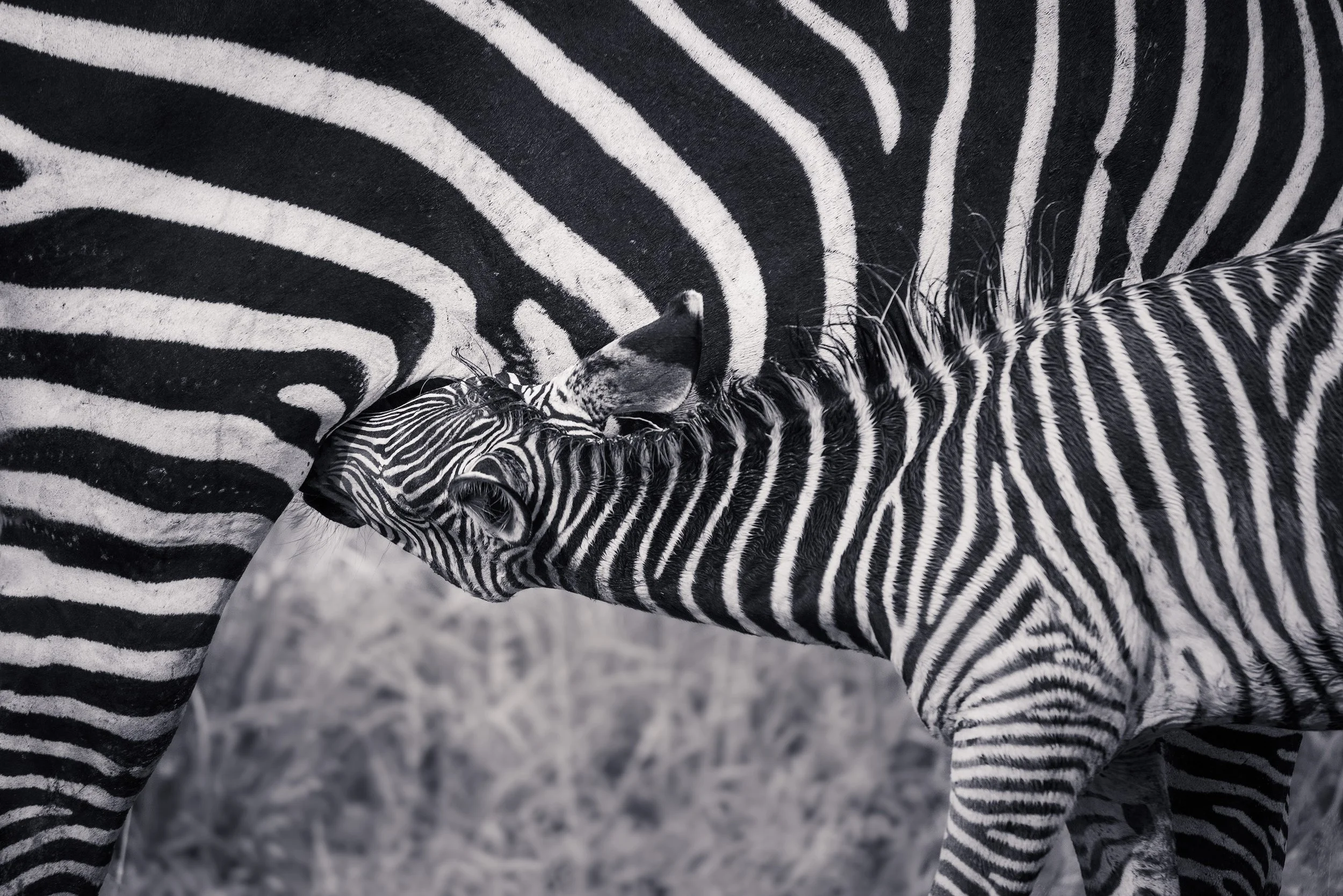 Close-up of a baby zebra nursing from its mother, both showing black and white striped fur in a natural outdoor setting in Zambia