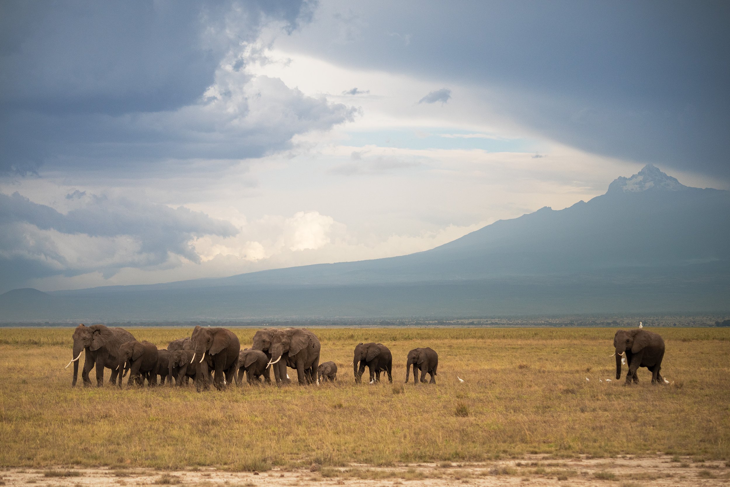 A herd of elephants walking across a grassy plain with Mount Kilimanjaro in the background under cloudy sky.