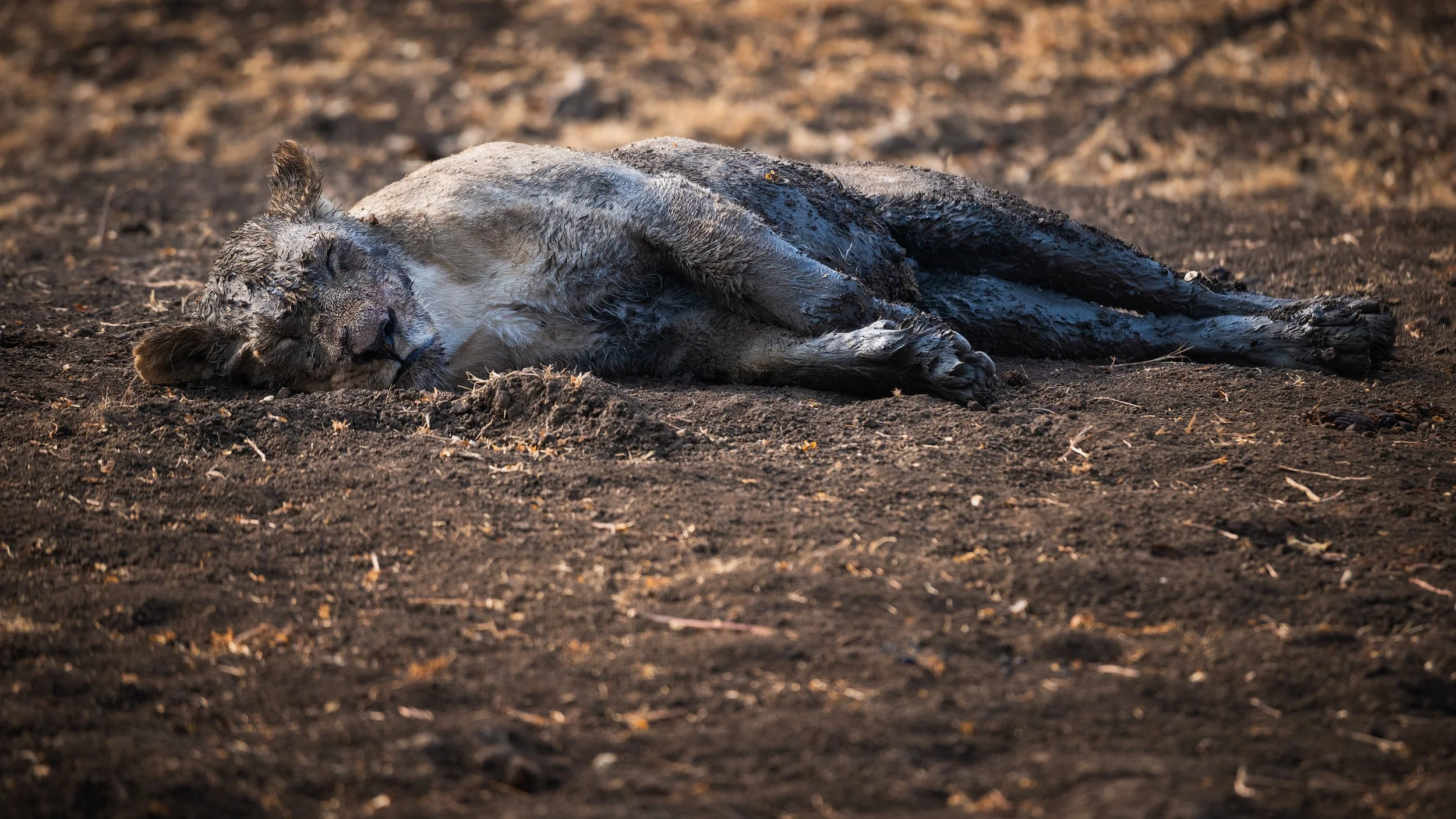 A deceased lion lying on dirt ground in a natural habitat.
