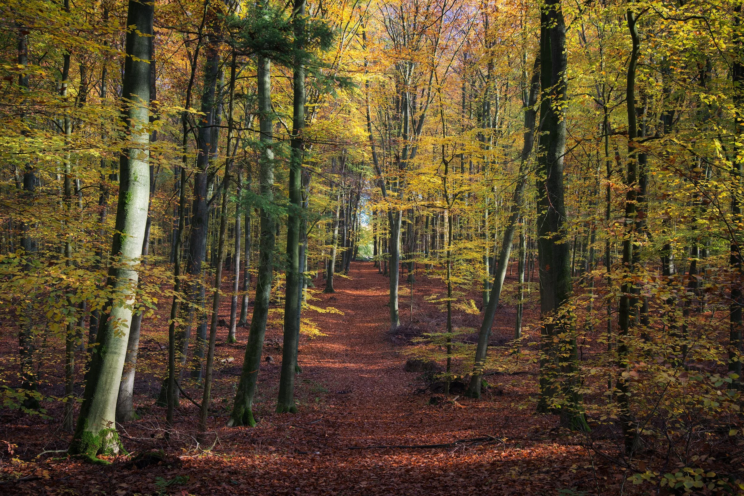 A forest scene with a dirt trail winding through tall trees with yellowing autumn leaves