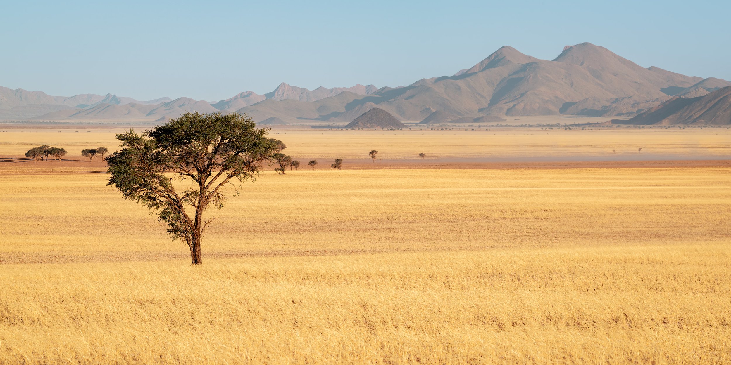 A vast open Namib plain with golden grass, a single tree in the foreground, and distant mountains under a clear blue sky.