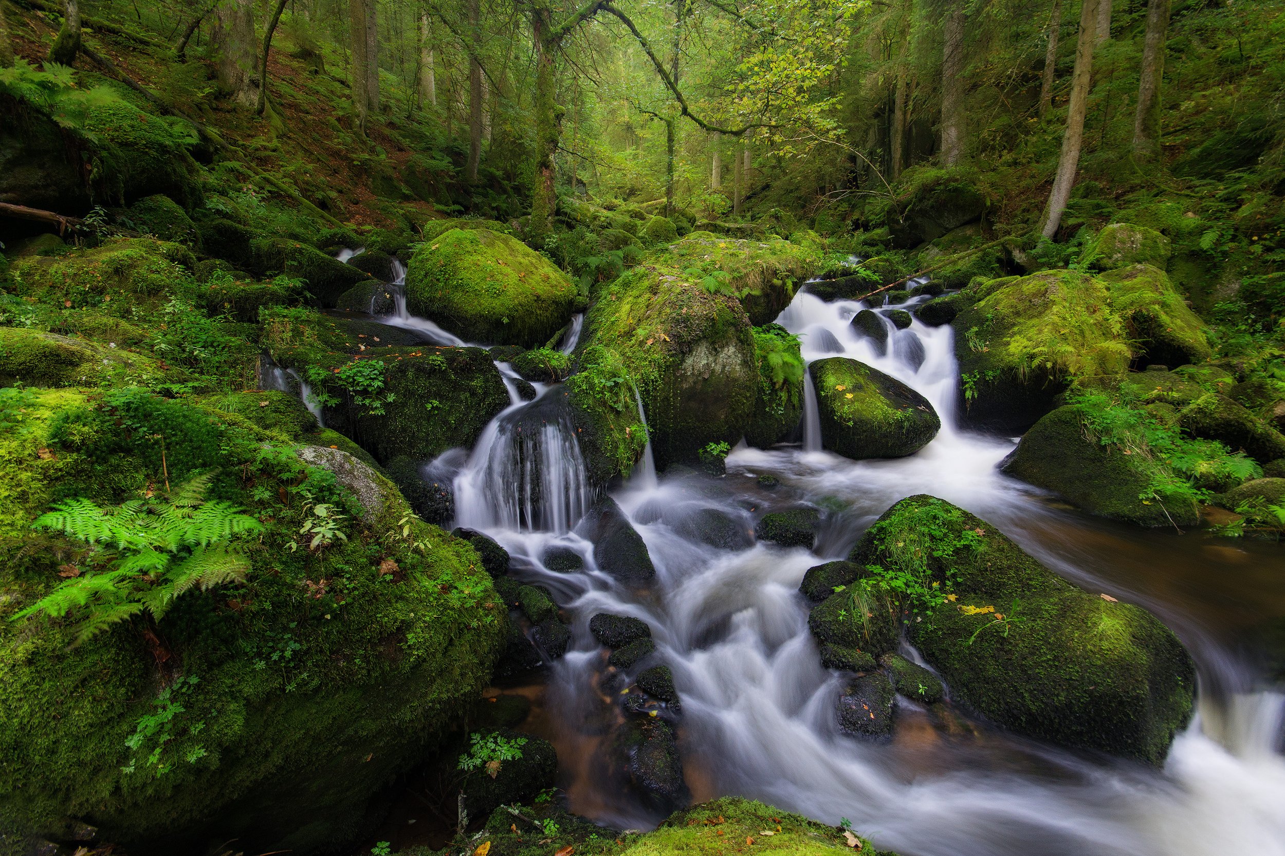 A small stream flowing over moss-covered rocks in a lush green forest with trees and ferns. Triberg, Baden-Wüttemberg.