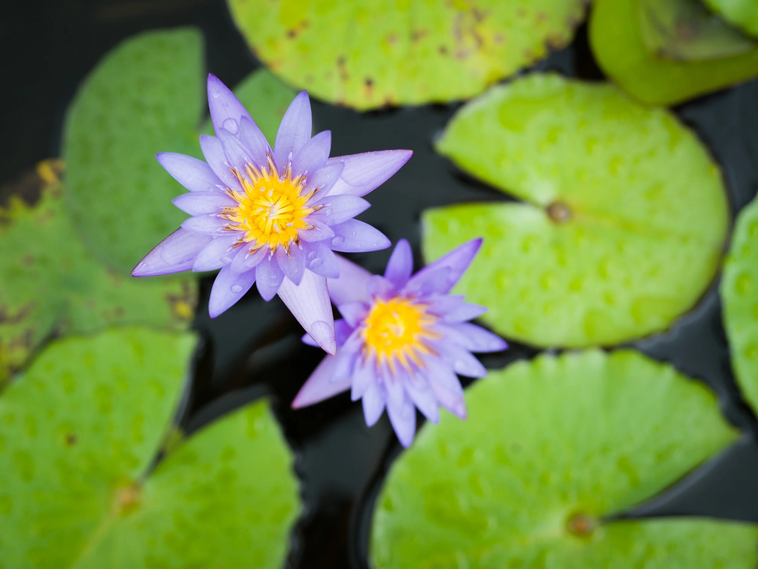 Two purple water lilies with yellow centers floating on water among green lily pads.