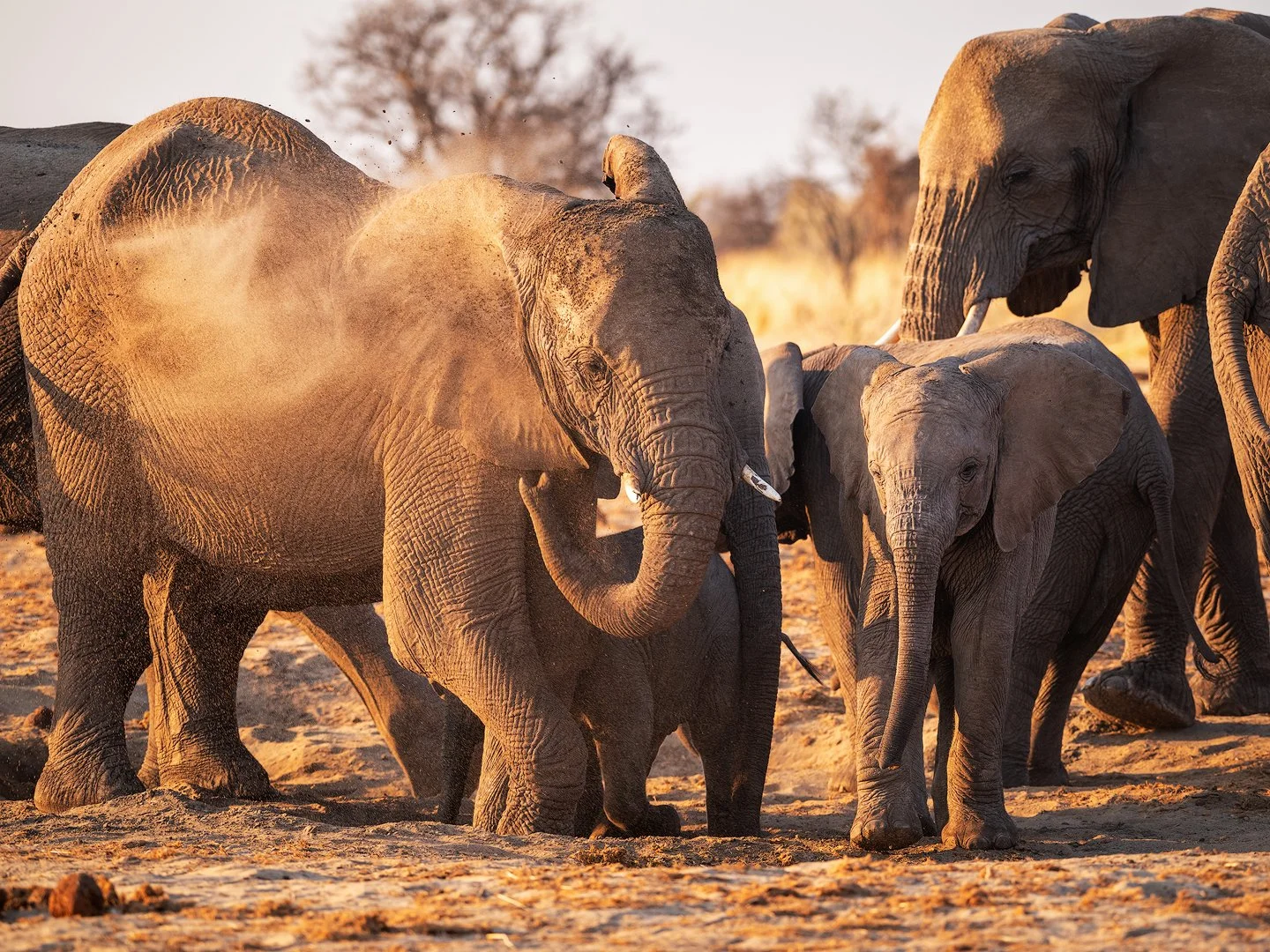 A Namibian herd of elephants walking across a dry, dusty landscape in warm sunlight. Etosha national park, Namibia.