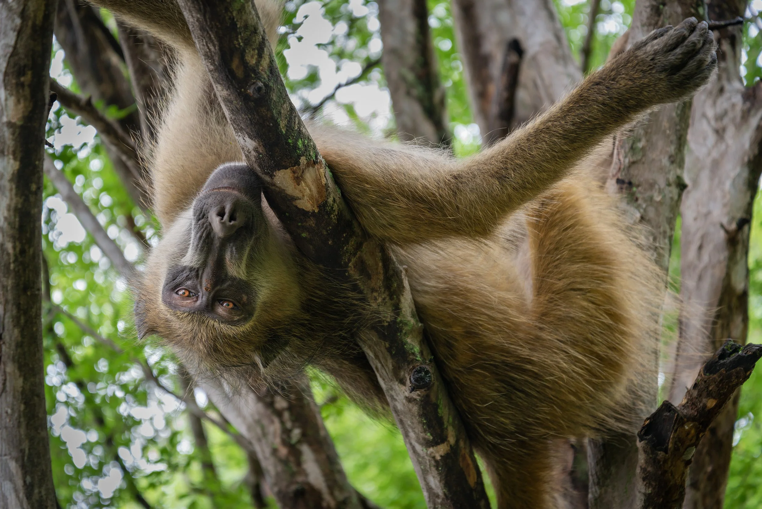 A monkey lying on a tree branch, looking at the camera, with trees and green leaves in the background.
