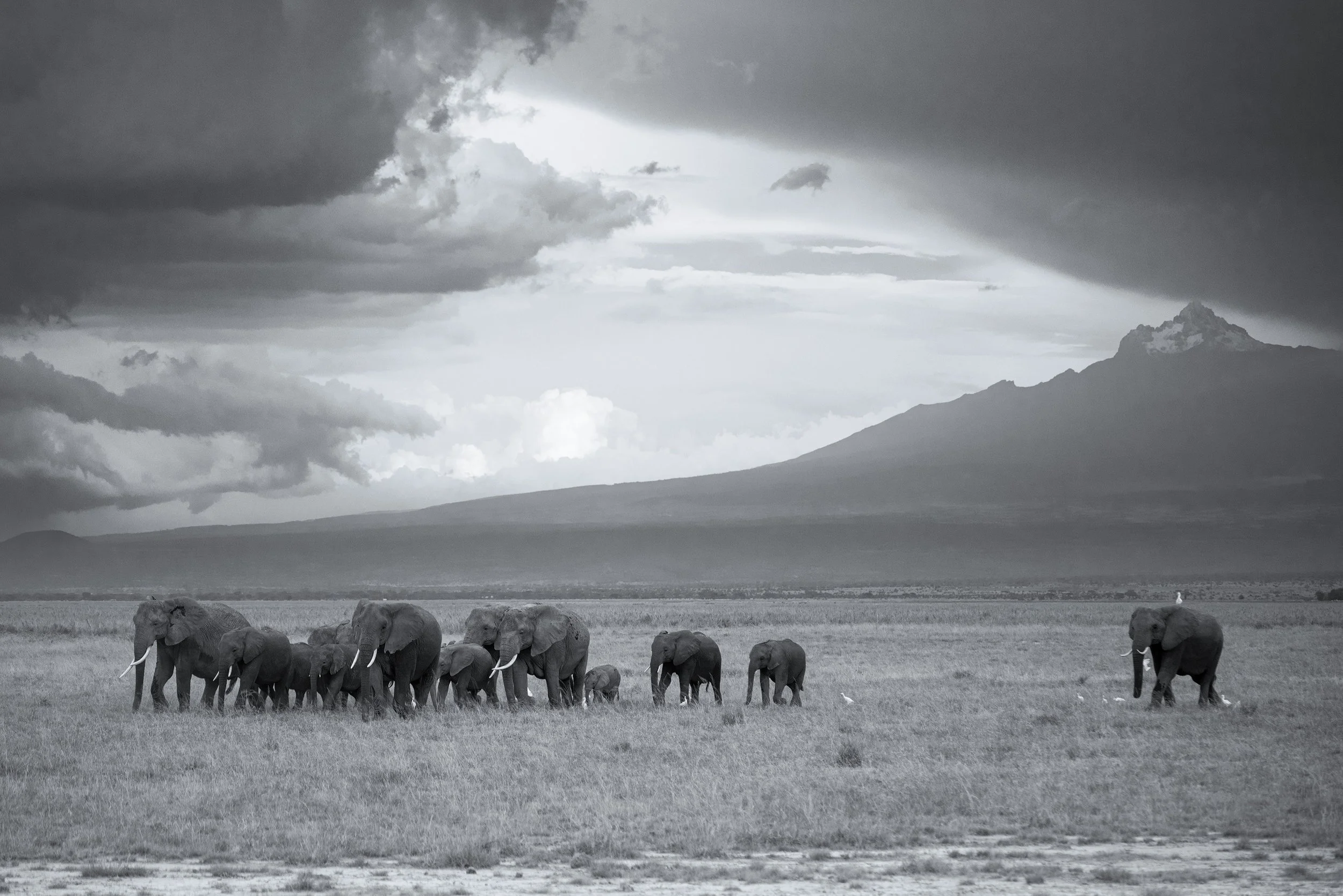A group of elephants walking across a grassy plain with mount Kilimanjaro and stormy sky in the background.