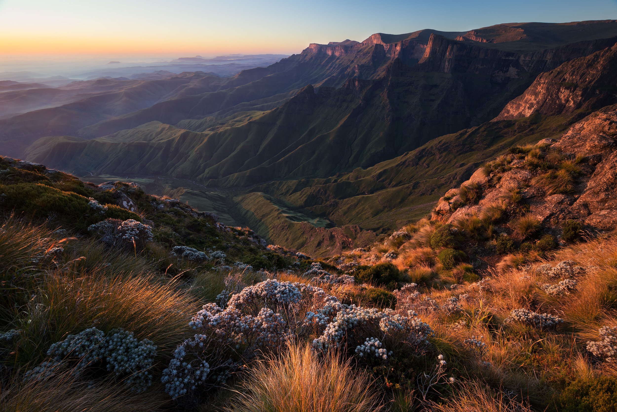 Sunrise in the Drakensberg over a lush green mountain range with wildflowers in the foreground.