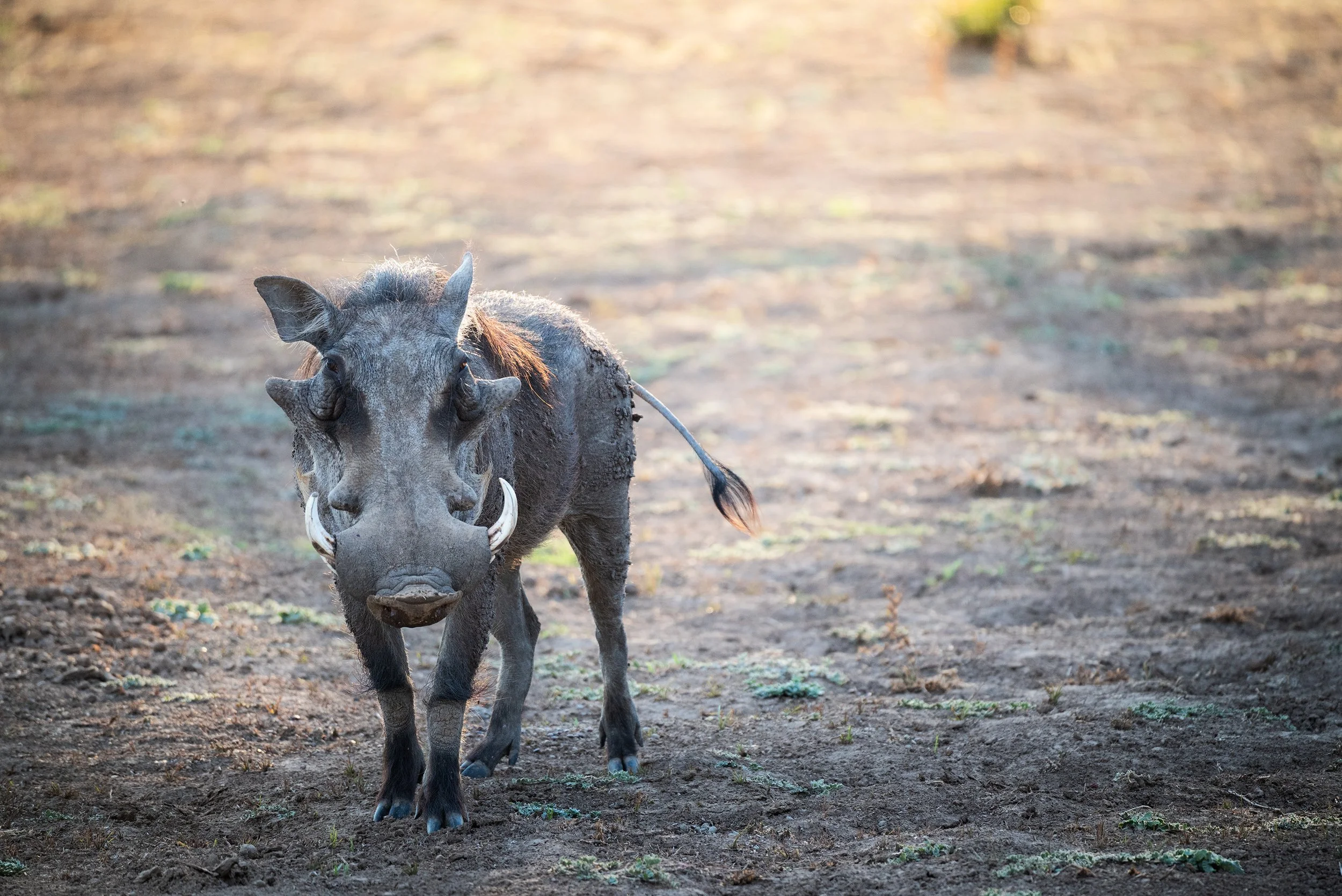 A warthog walking on dirt ground in a natural setting.