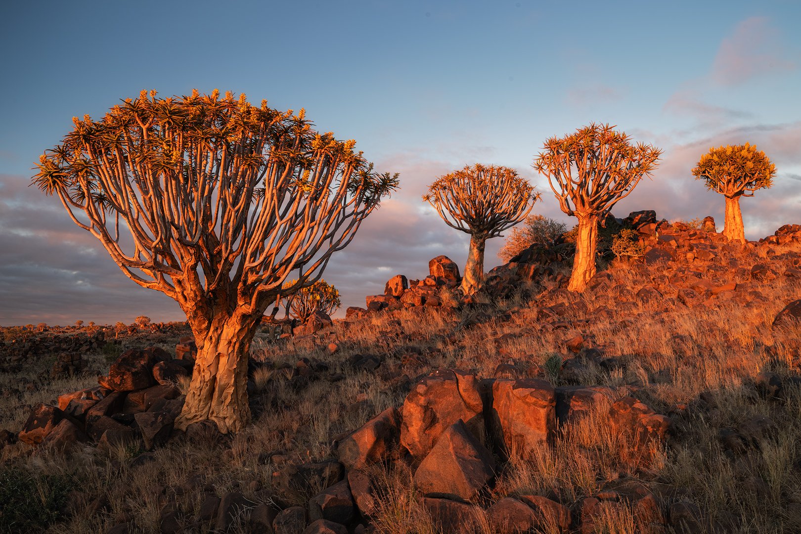 A desert landscape with several quiver trees illuminated by the sunset, with rocks and dry grass on the ground.