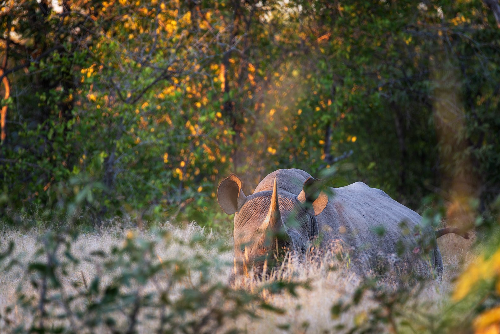 A rhinoceros standing in a grassy field surrounded by trees with green and yellow leaves, sunlight filtering through the foliage. Etosha national park, Namibia.