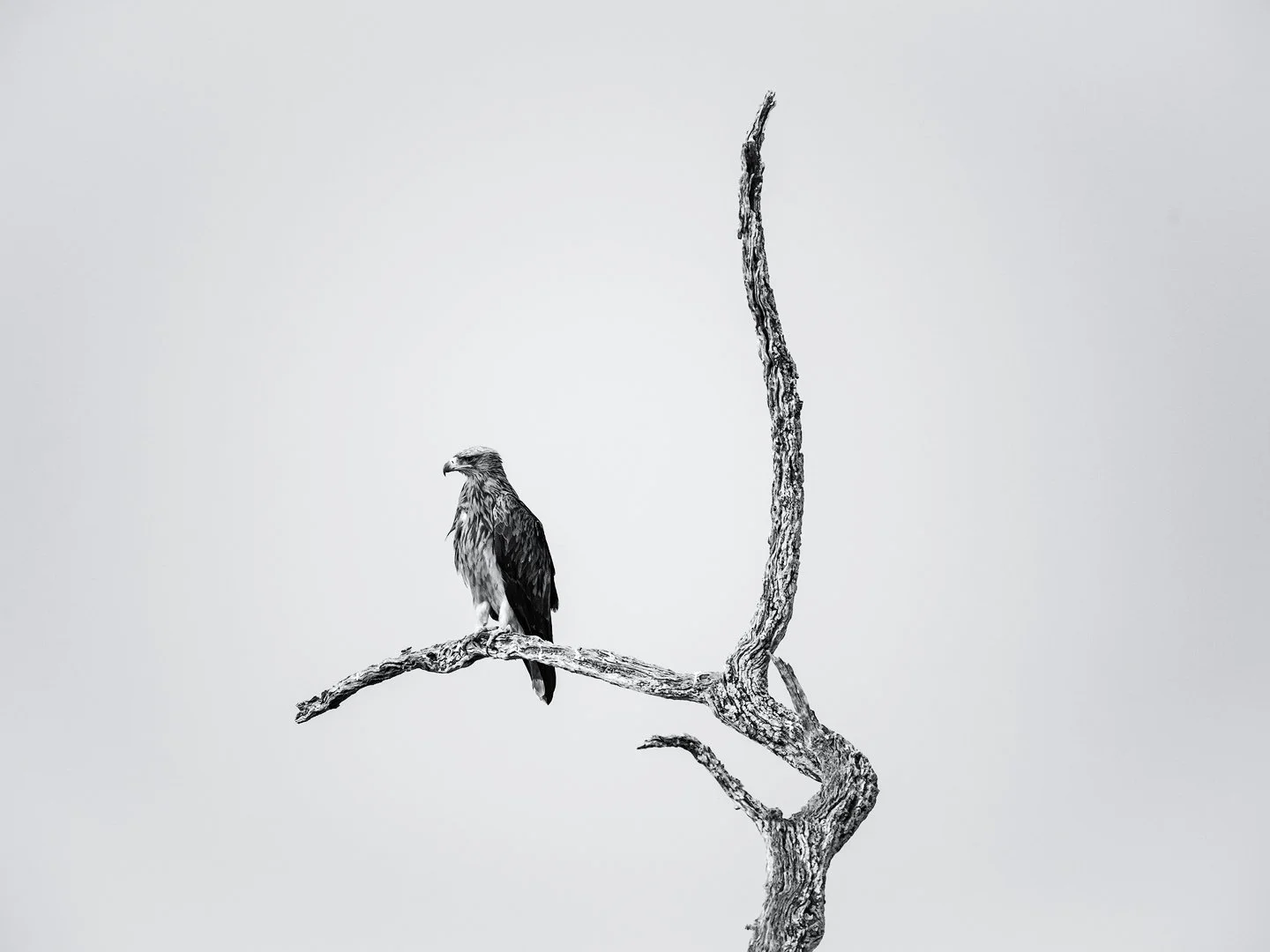 A black and white photograph of a bird of prey perched on a bare, twisted tree branch with a plain light background. Etosha national park, Namibia.