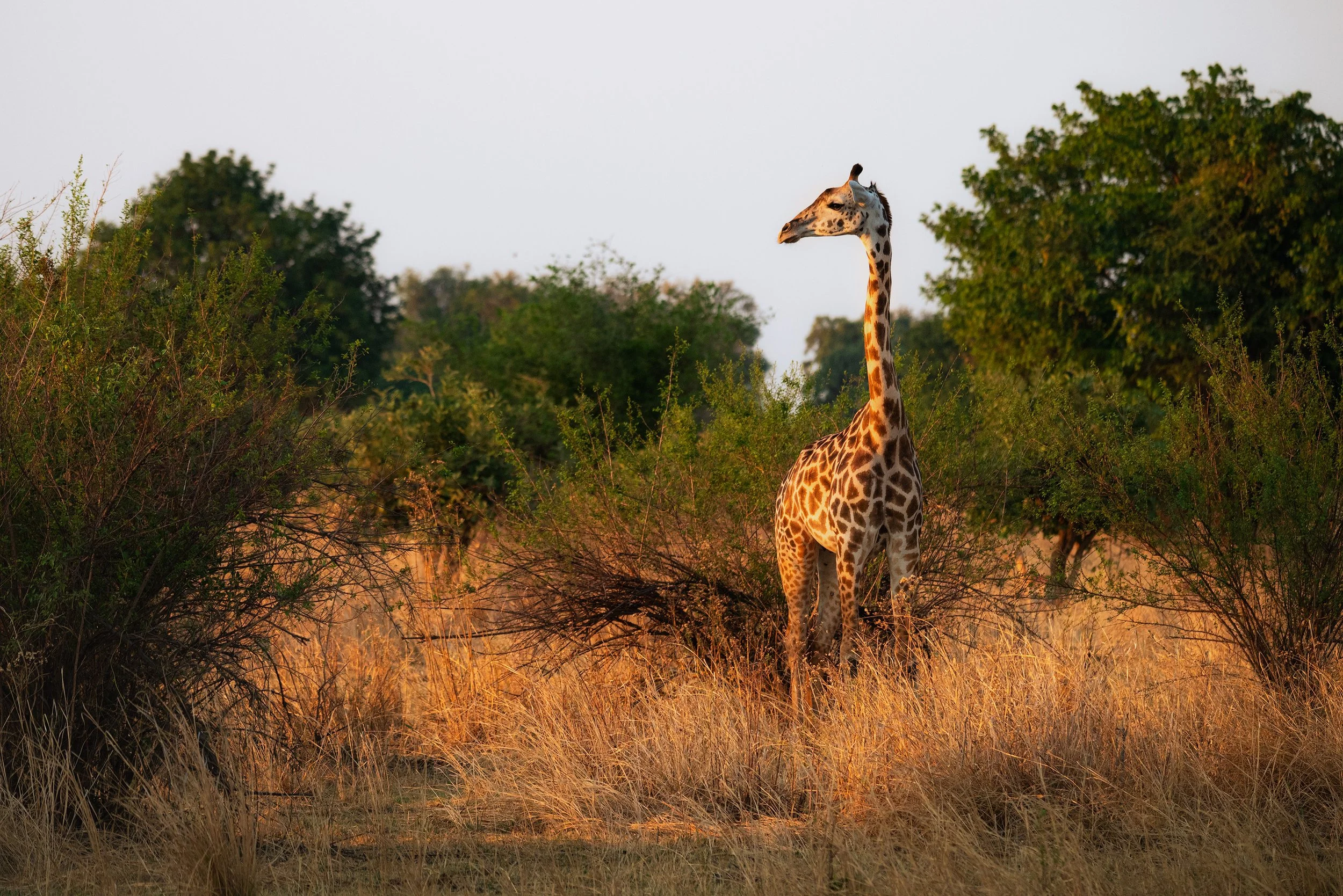 A giraffe standing in a grassy field with shrubs and trees, illuminated by warm sunlight.