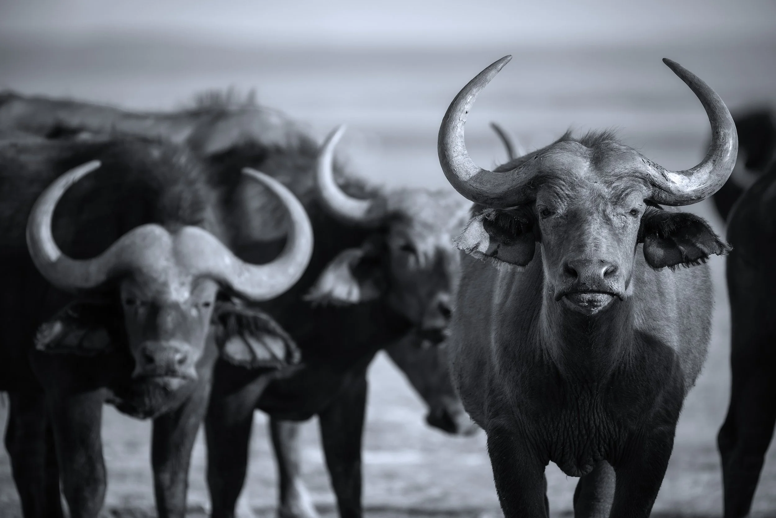 Group of buffalo standing in a field, black and white photograph. Kenya wildlife.