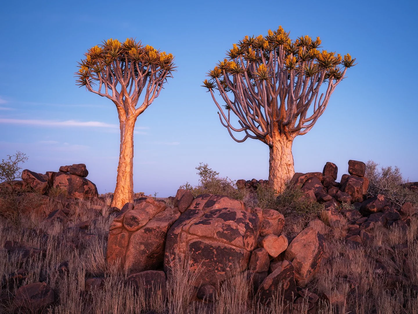 Two distinct quiver trees sit atop a rocky landscape in a desert at sunset with a clear blue sky. Quiver Tree Forest, Namibia, Keetmanshop.