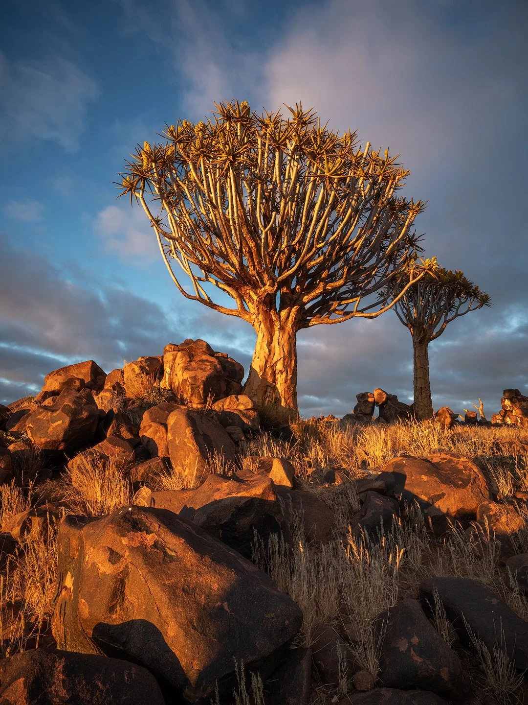 Two quiver trees on rocky terrain during sunset with a partly cloudy sky.