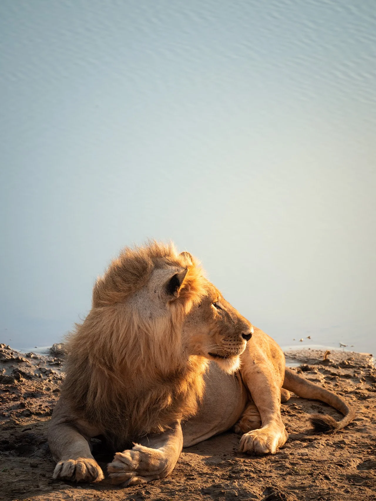 Lying lion on the shore by water at sunset or sunrise